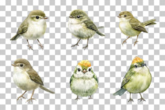 Goldcrest Bird Illustration Clipart Bundle - CraftNest - Digital Crafting and Art