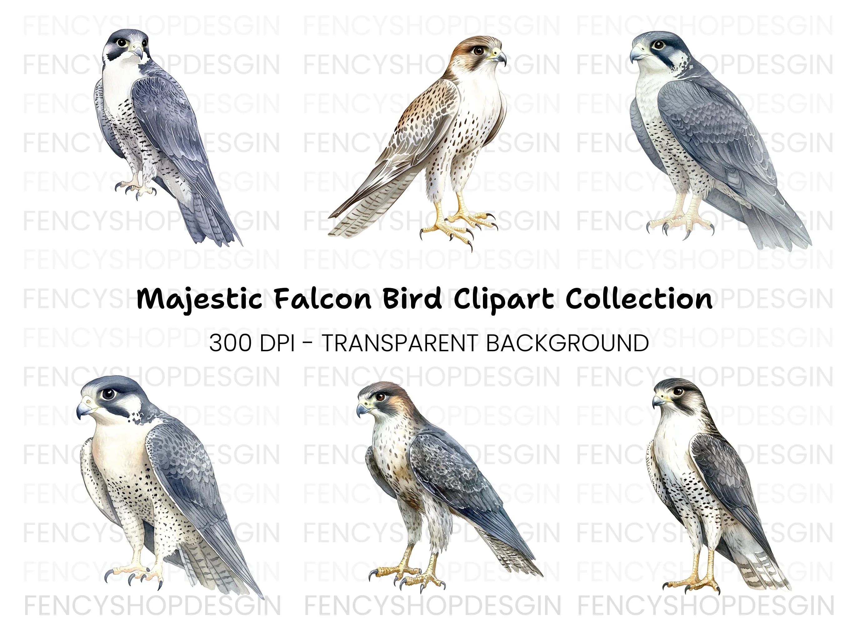 Peregrine Falcon Clipart Bundle