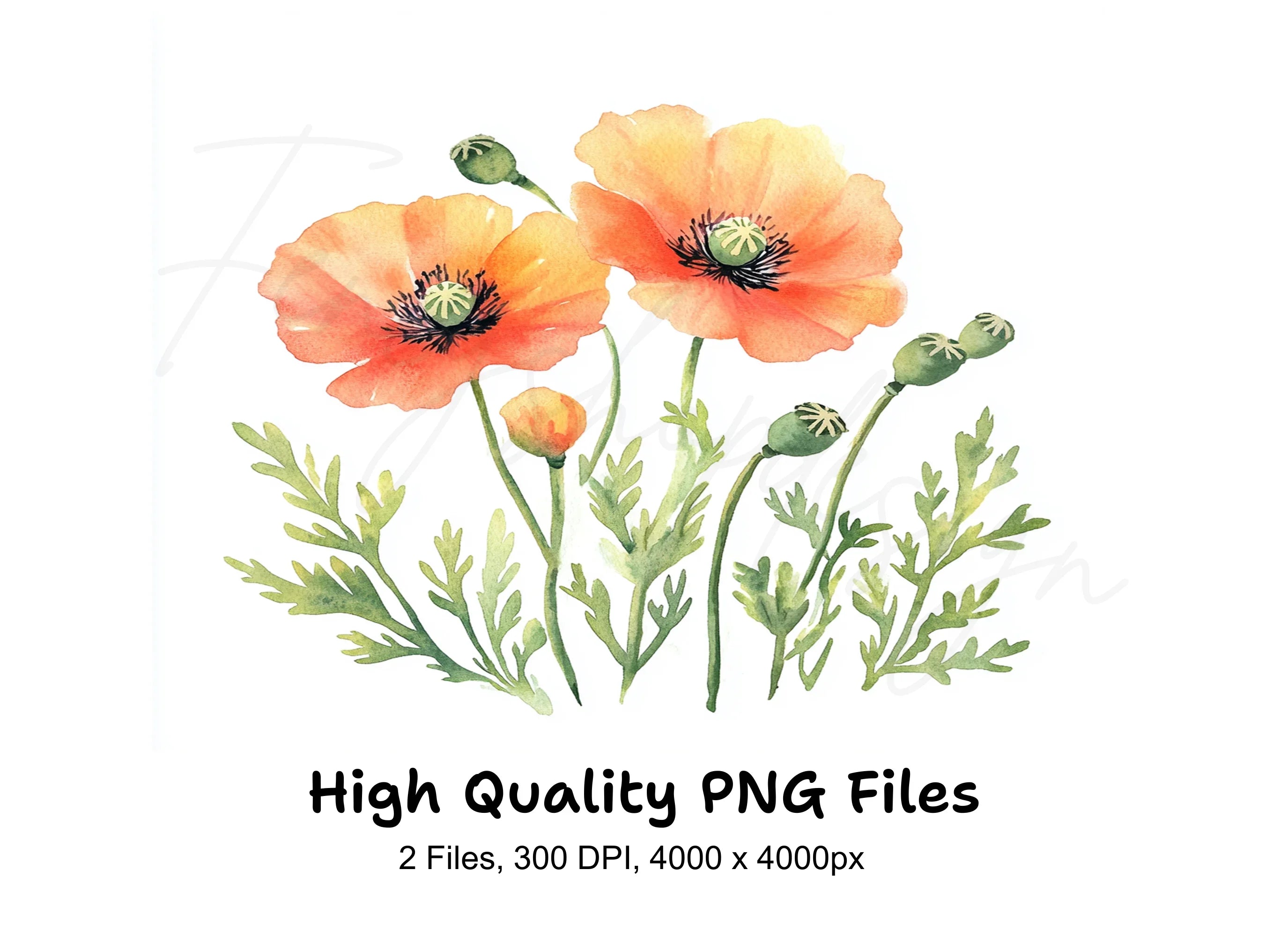Vibrant Poppy Field Clipart Bundle