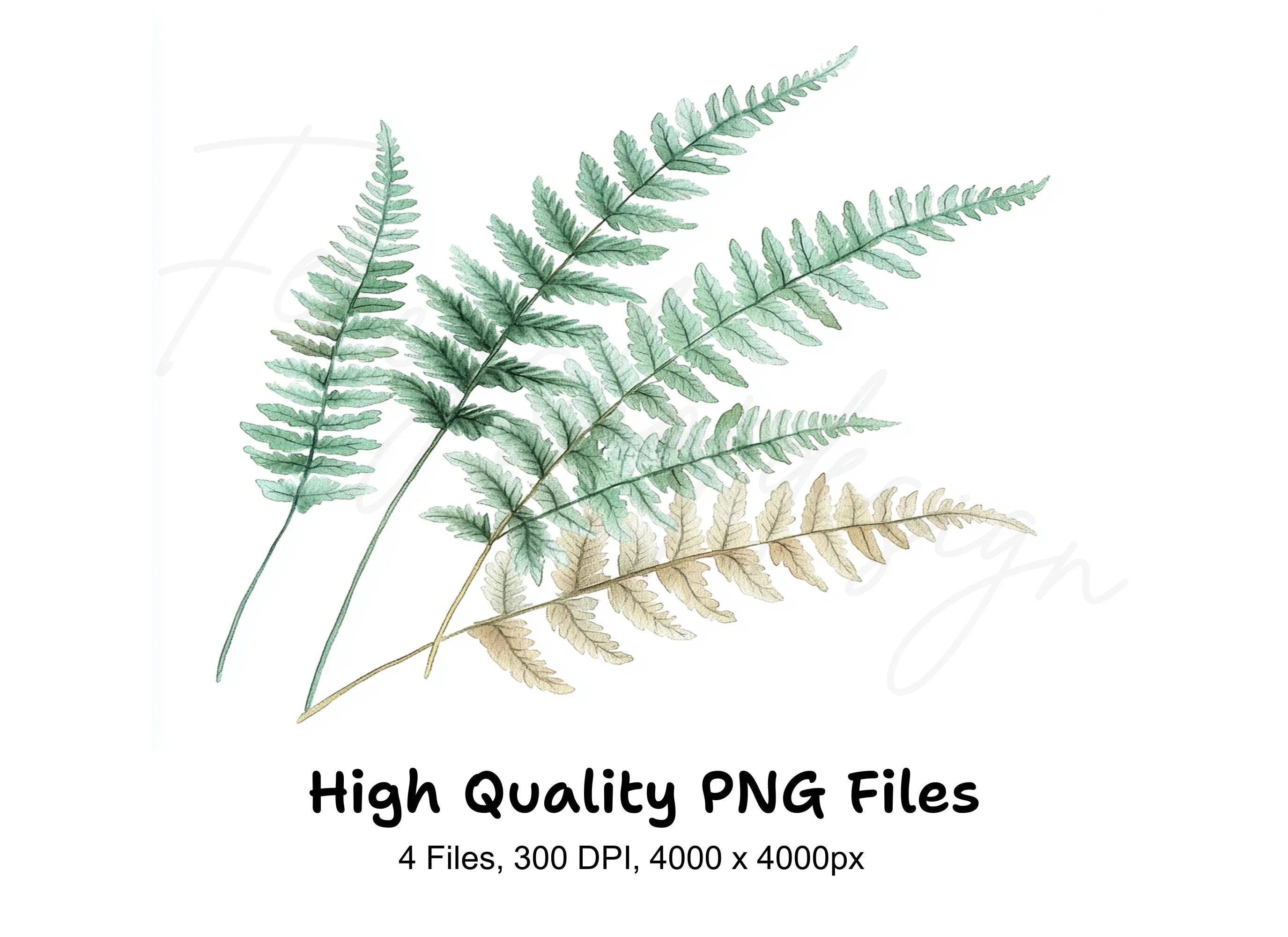 Fern Leaves Clipart Bundle