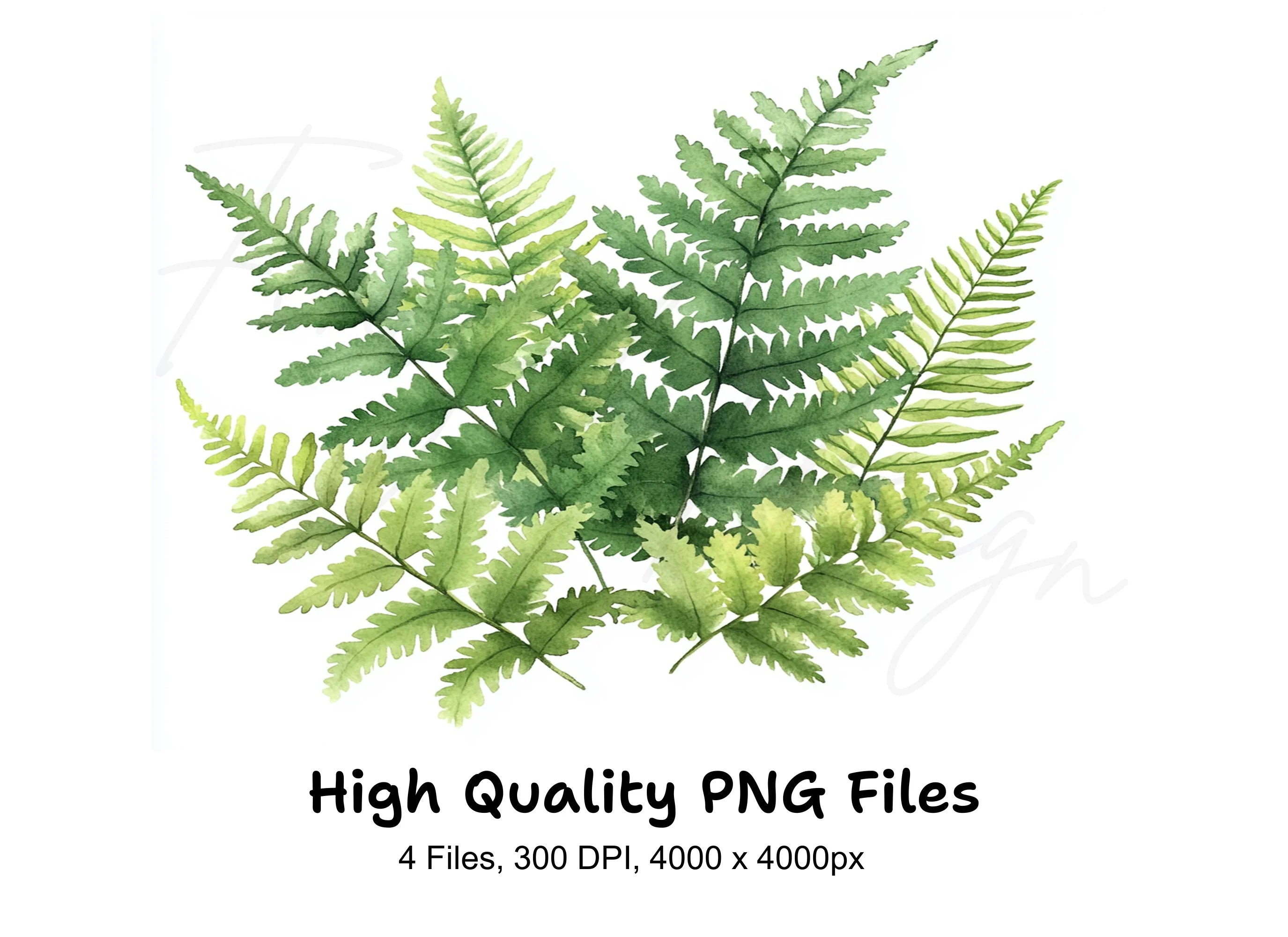Fern Leaves Clipart Bundle