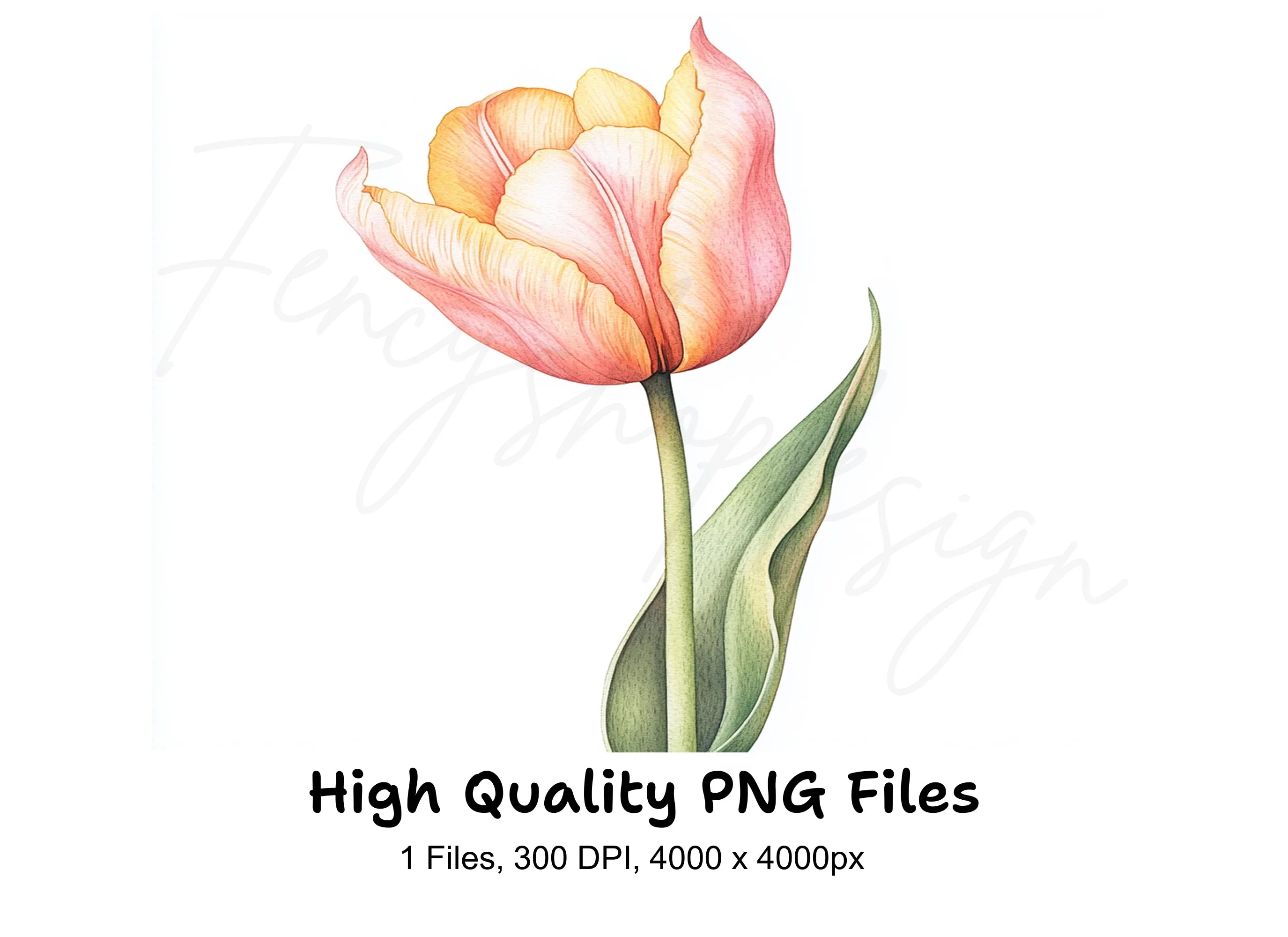 Pink and Yellow Tulip Clipart Bundle