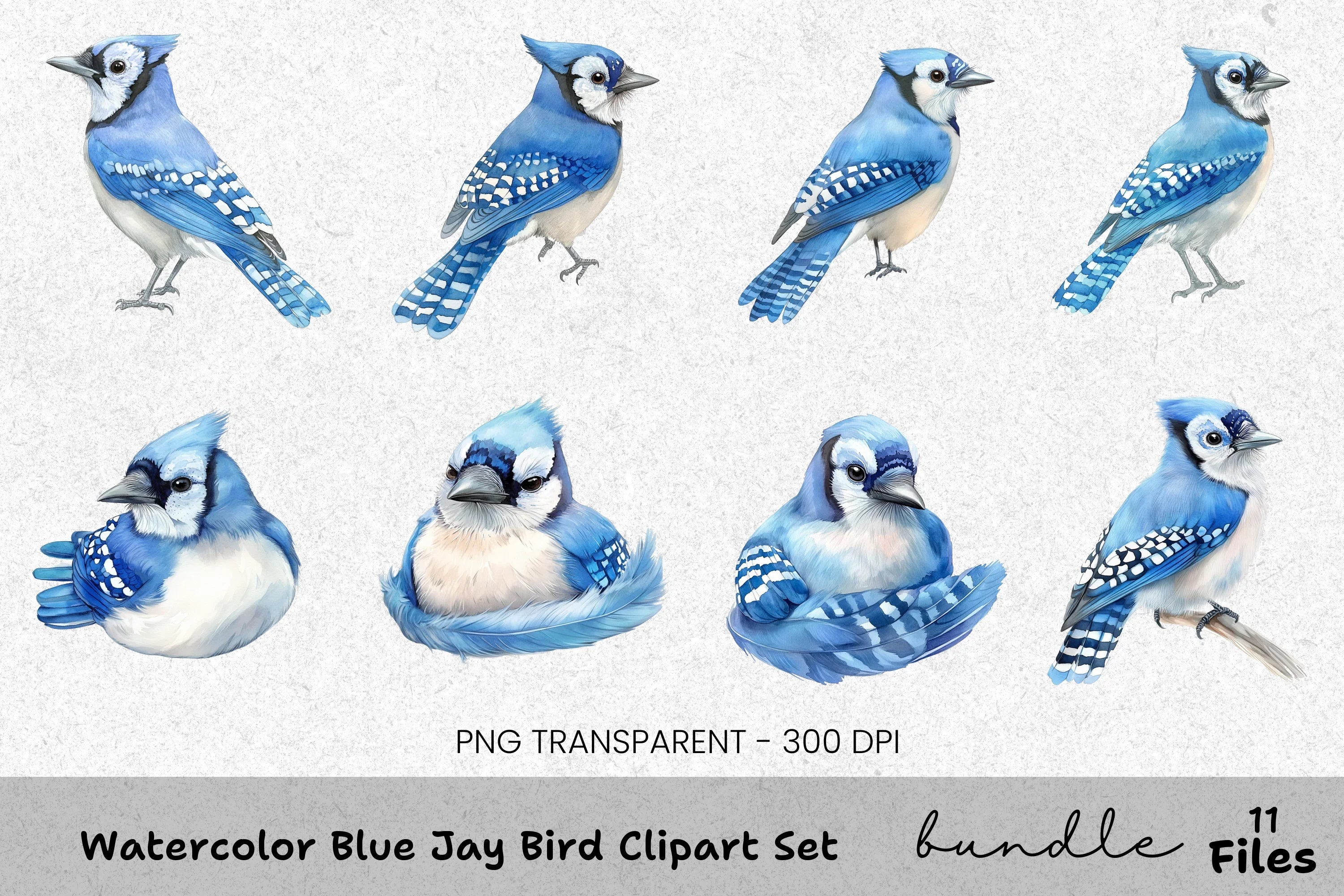 Blue Jay Bird Clipart Bundle