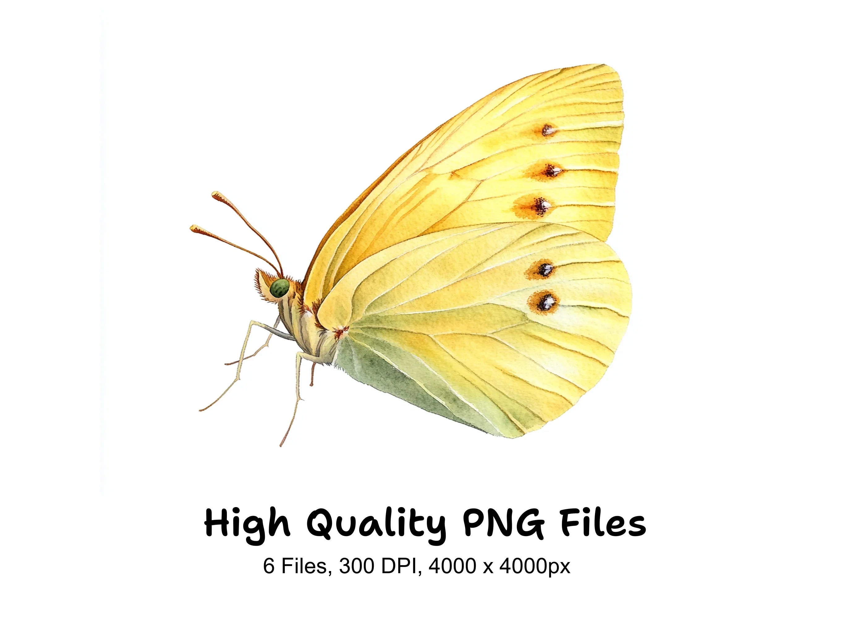Yellow Butterfly Clipart Bundle