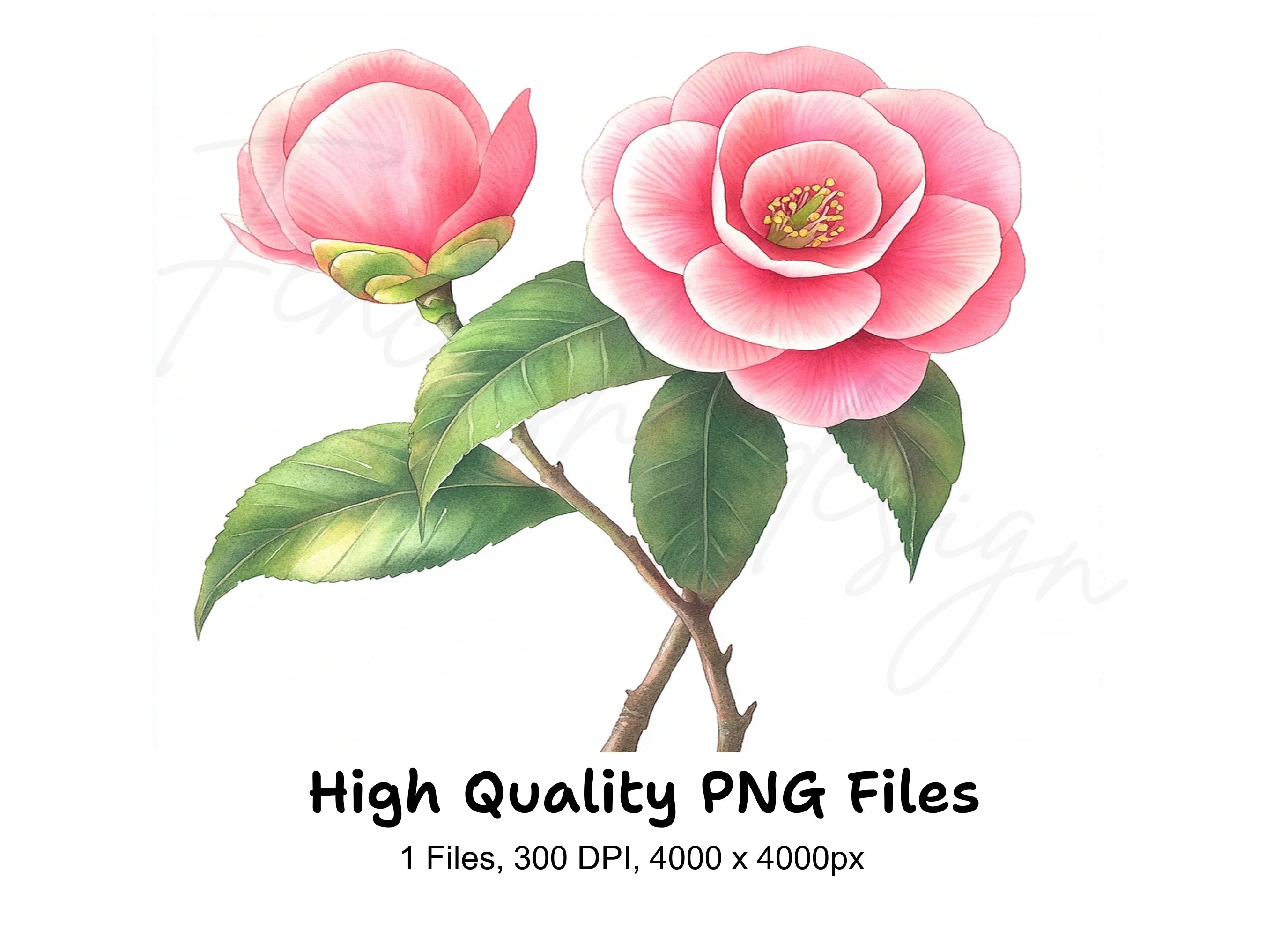 Elegant Pink Camellia Flower Clipart Bundle
