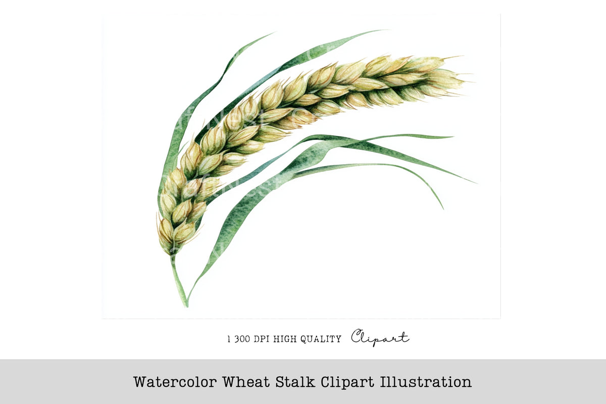 Wheat Stalk Illustration Clipart Bundle
