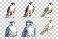 Peregrine Falcon Bird of Prey Clipart Bundle - CraftNest - Digital Crafting and Art