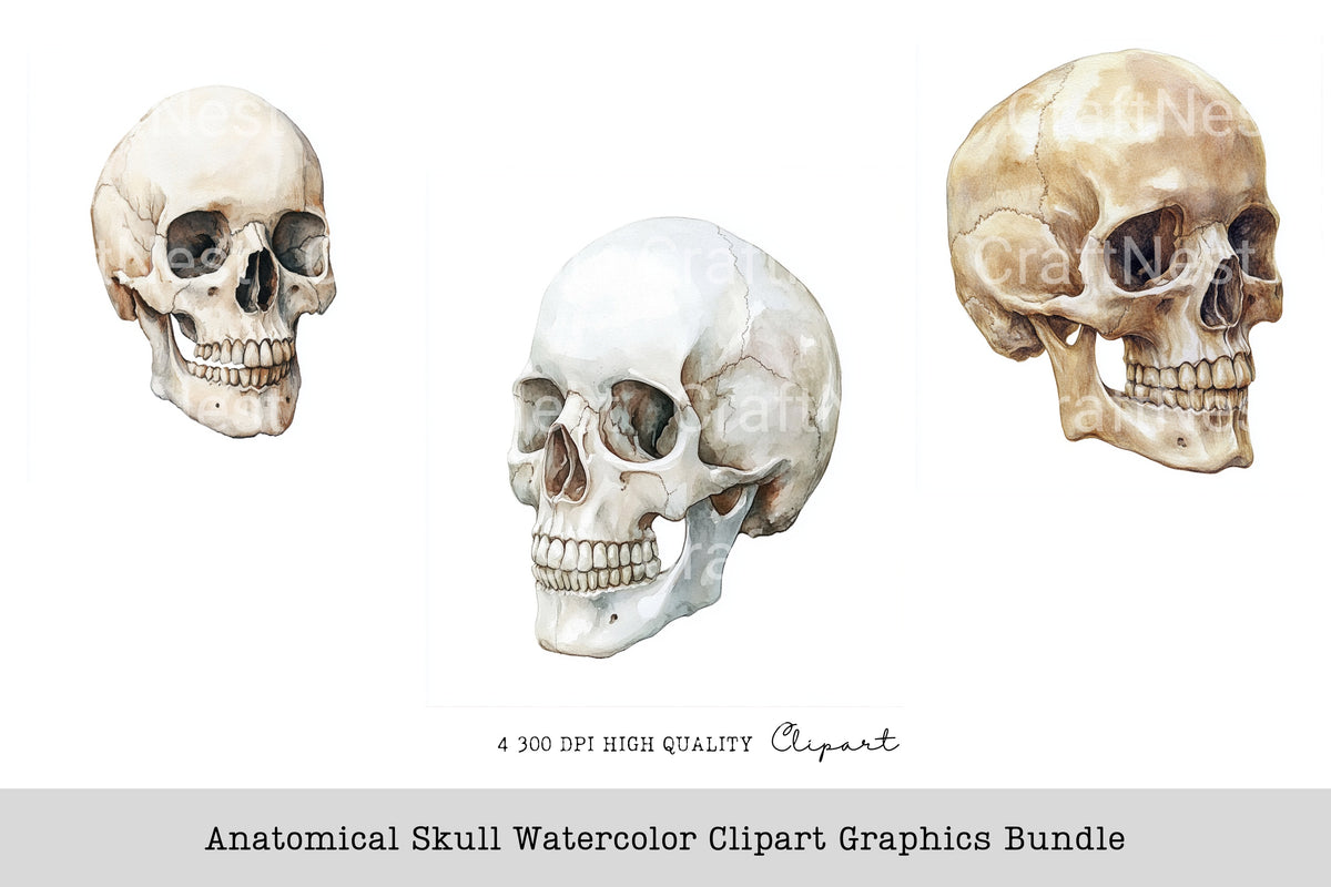 Anatomical Skull Graphics Clipart Bundle