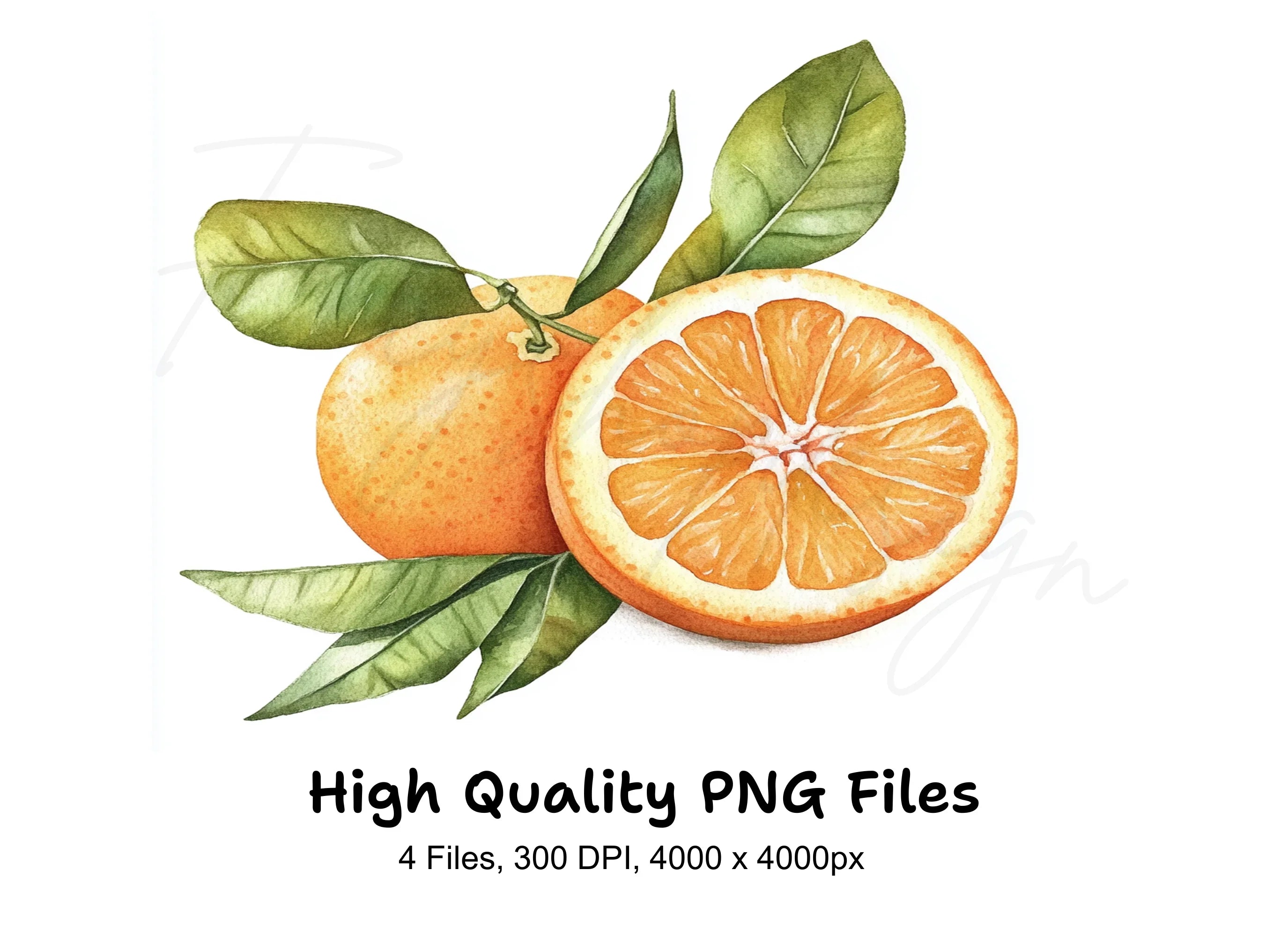 Whole and Sliced Oranges with Leaves Clipart Bundle