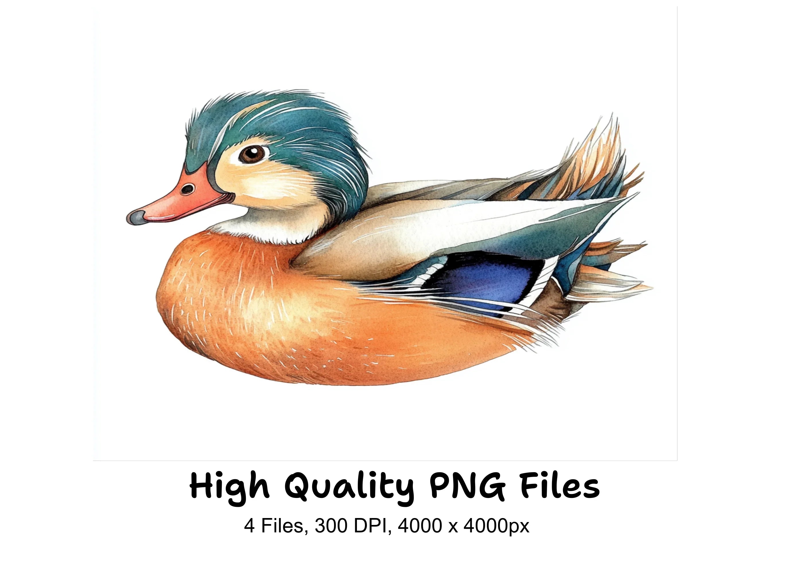 Cute Mandarin Duck Clipart Bundle