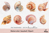 Seashell Clipart Bundle: 390 Unique Designs