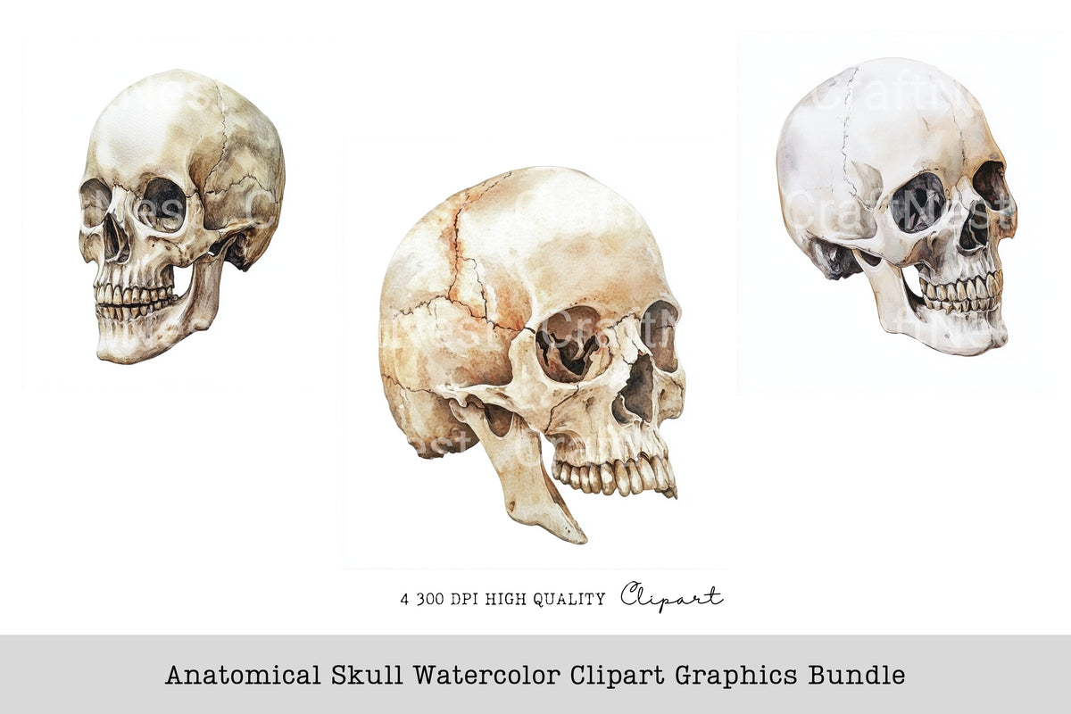 Anatomical Skull Graphics Clipart Bundle