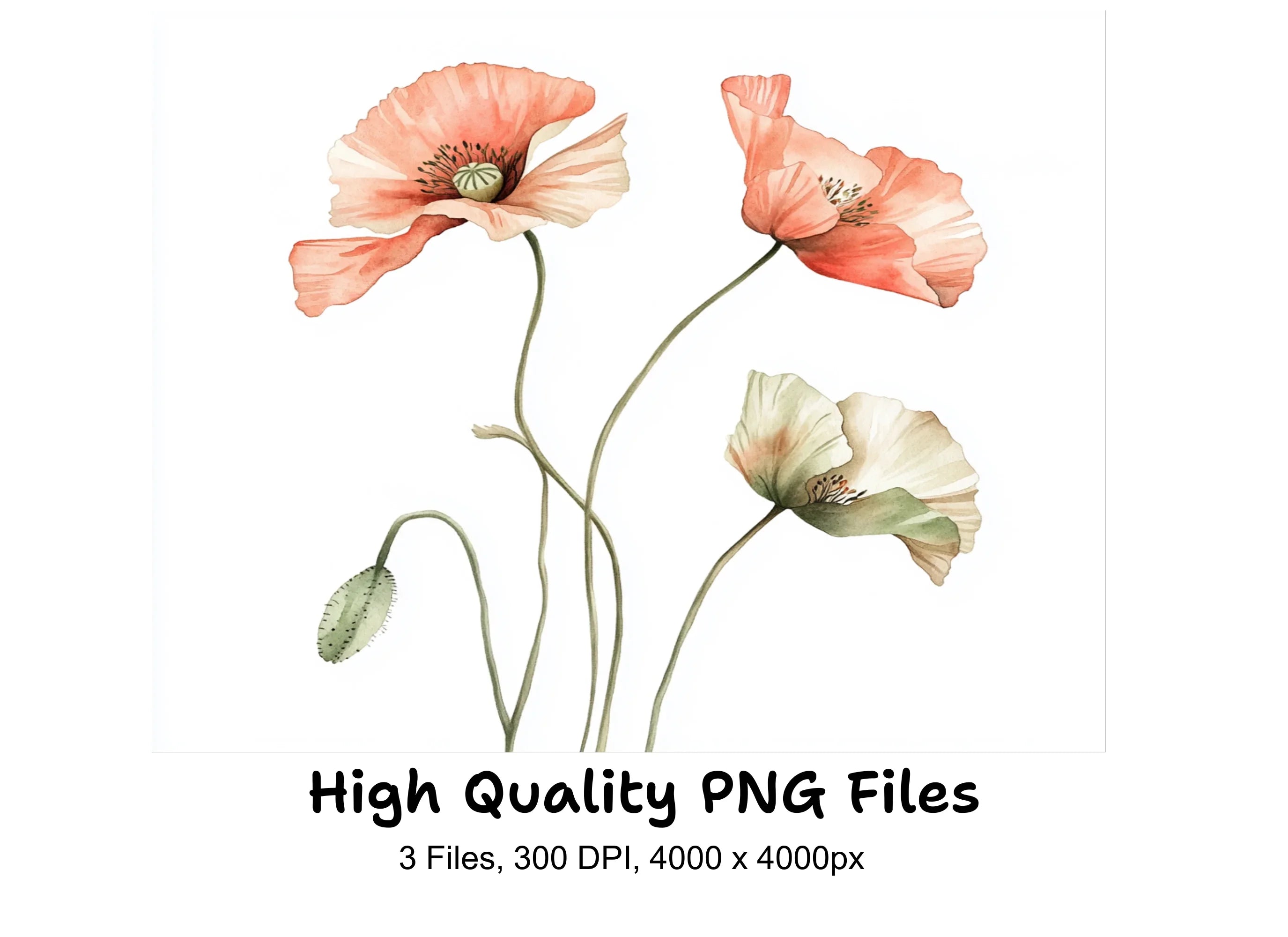 Poppy Clipart Bundle