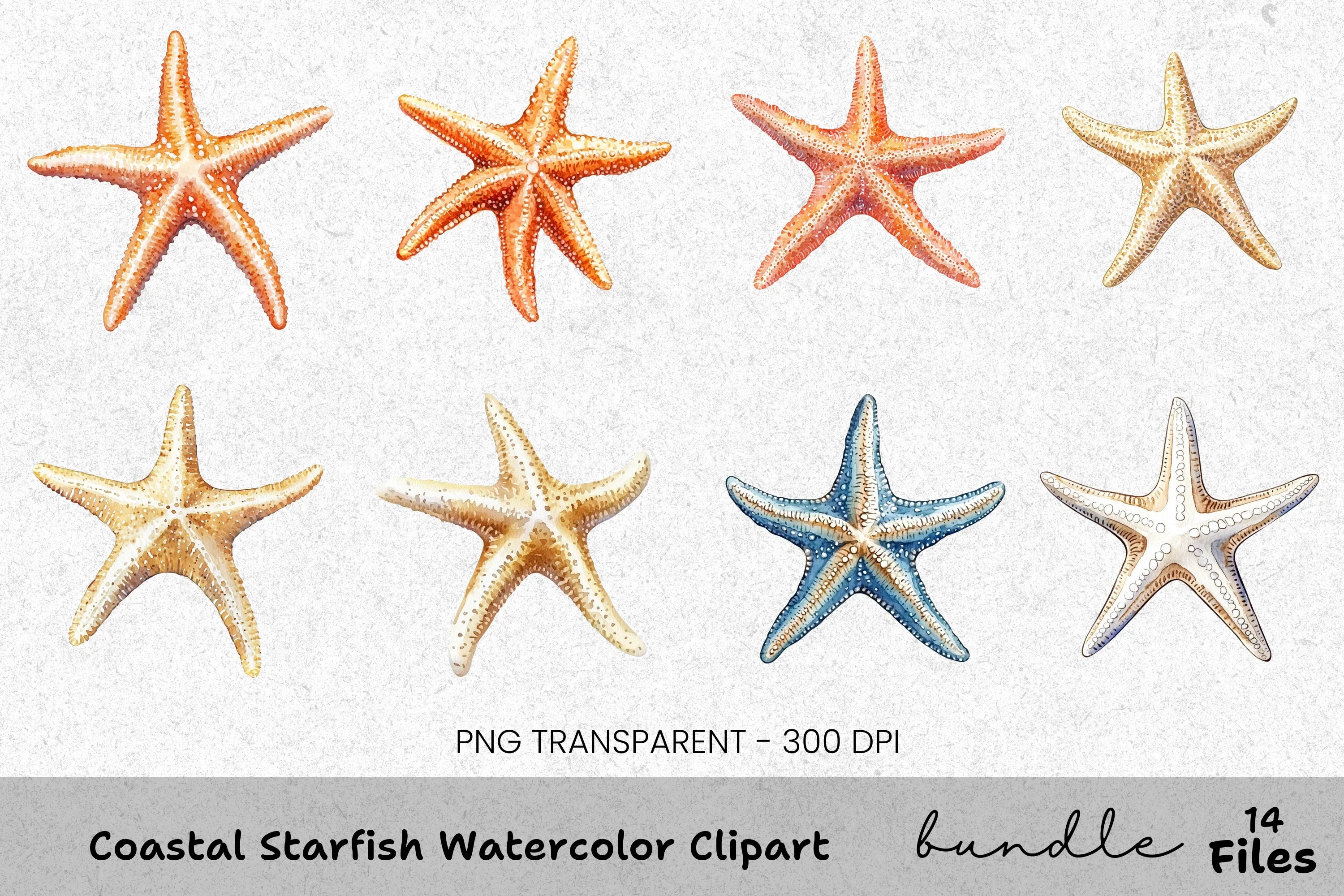 Coastal Starfish Clipart Bundle
