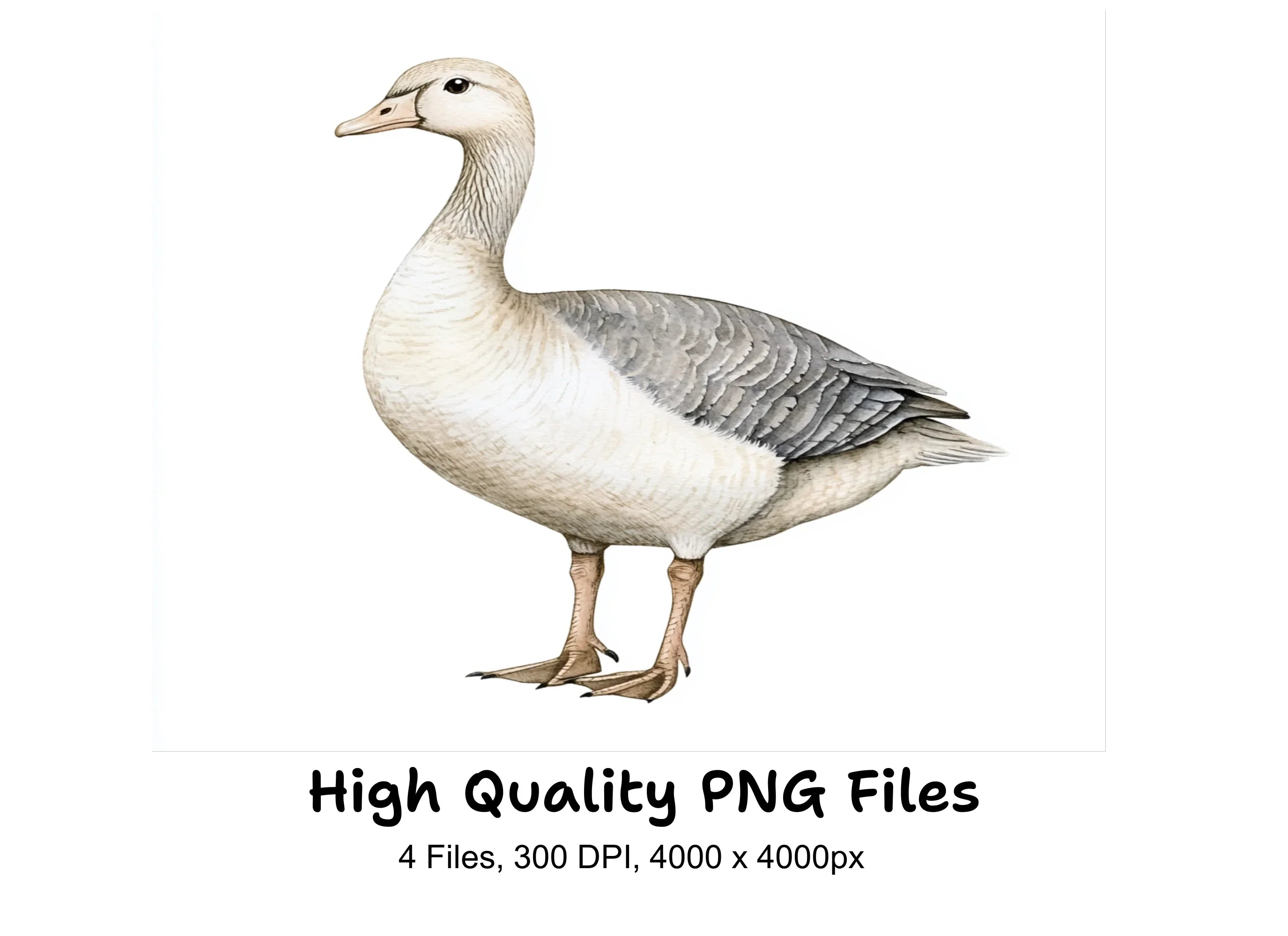 Elegant Goose Clipart Bundle