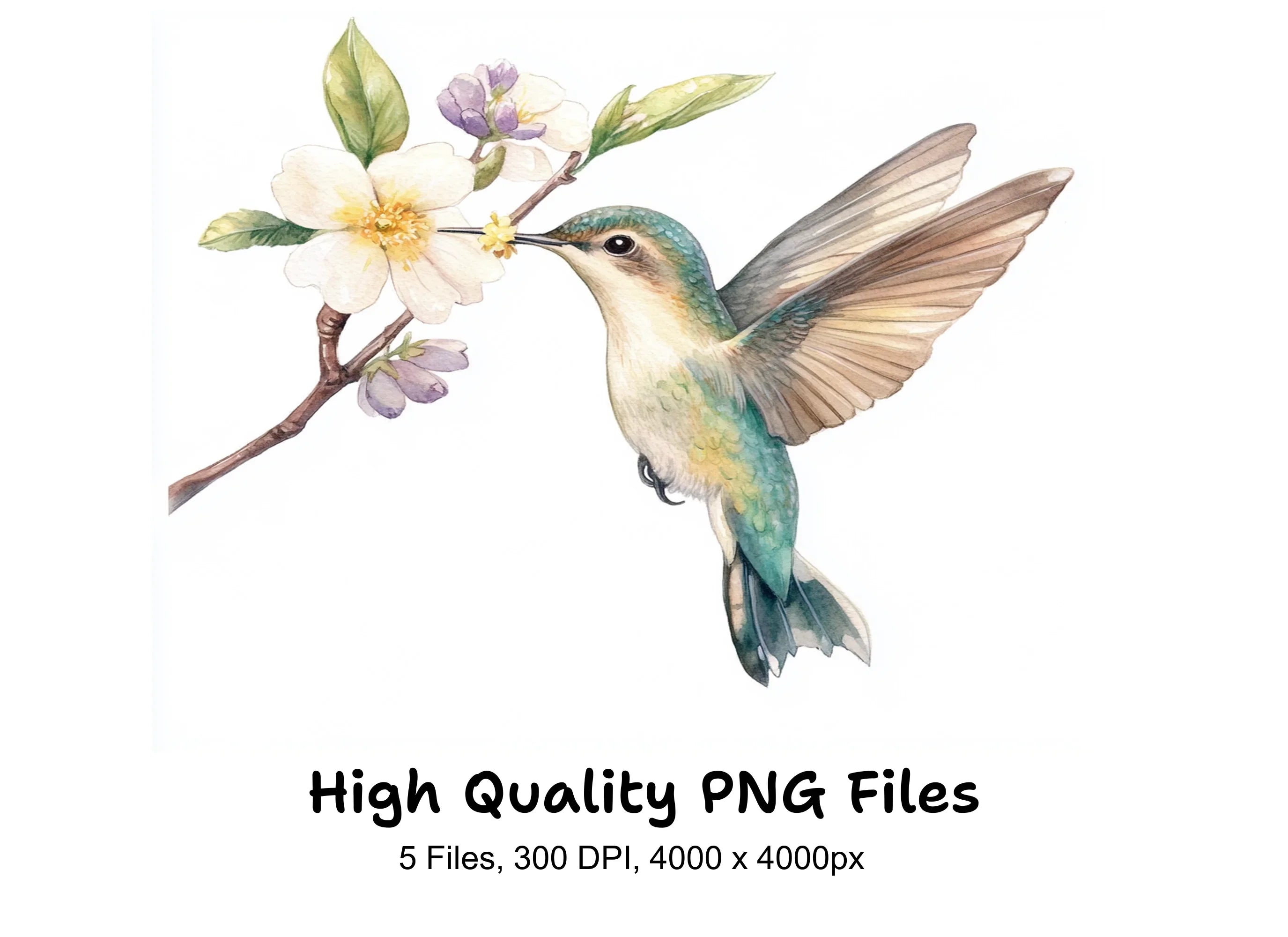 Hummingbird and Blossom Clipart Bundle