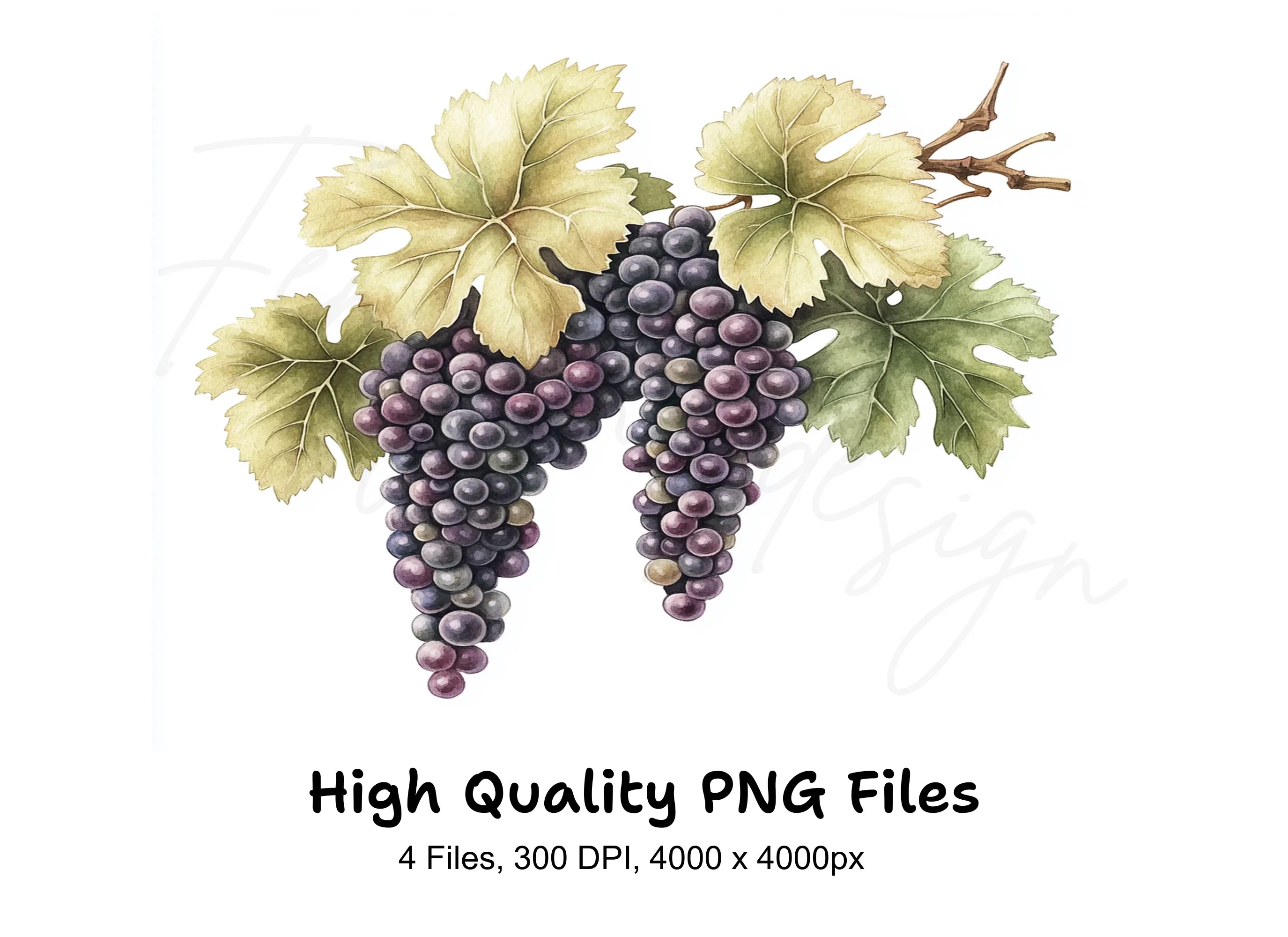Grape Vine Clipart Bundle