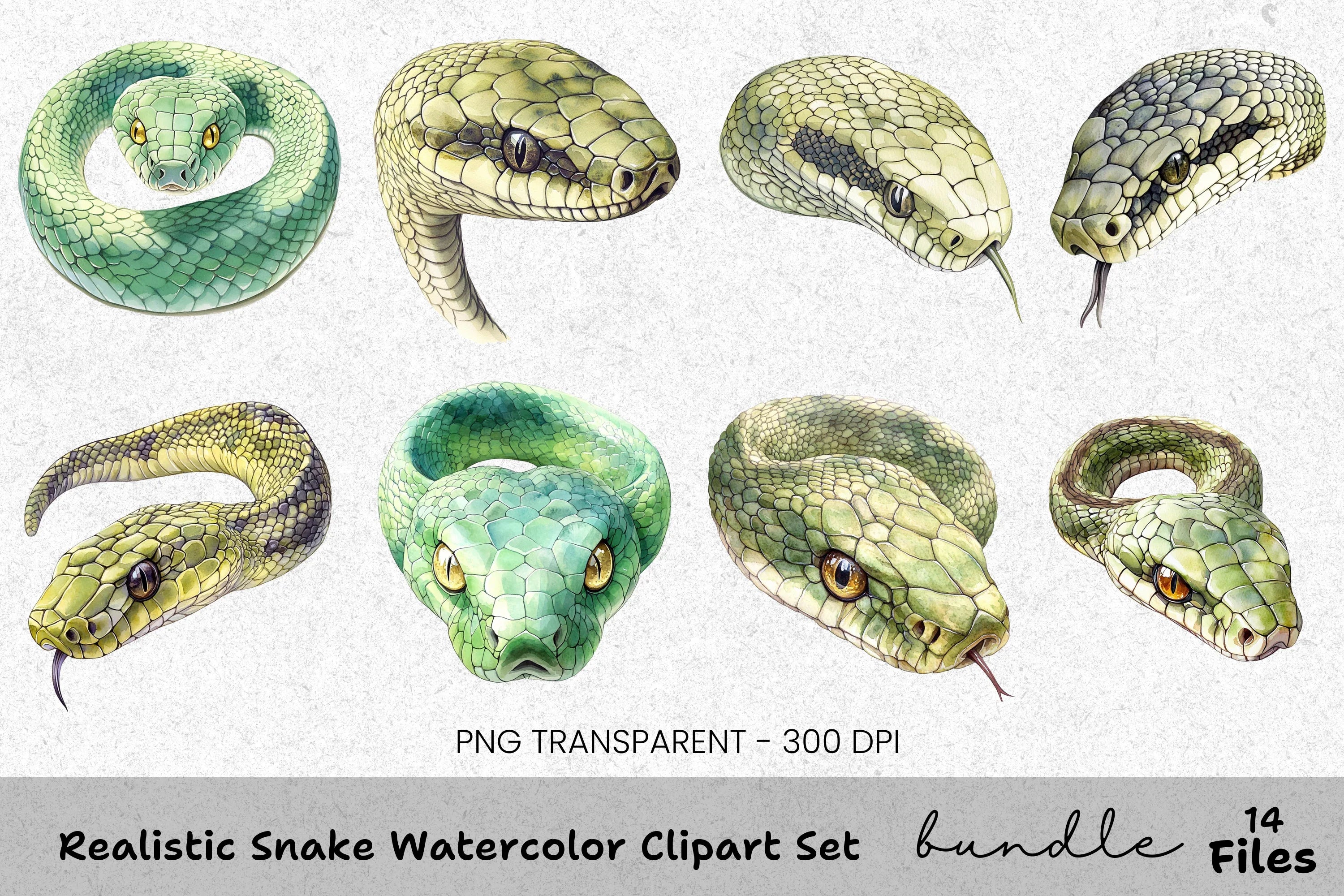 Realistic Snake Clipart Bundle