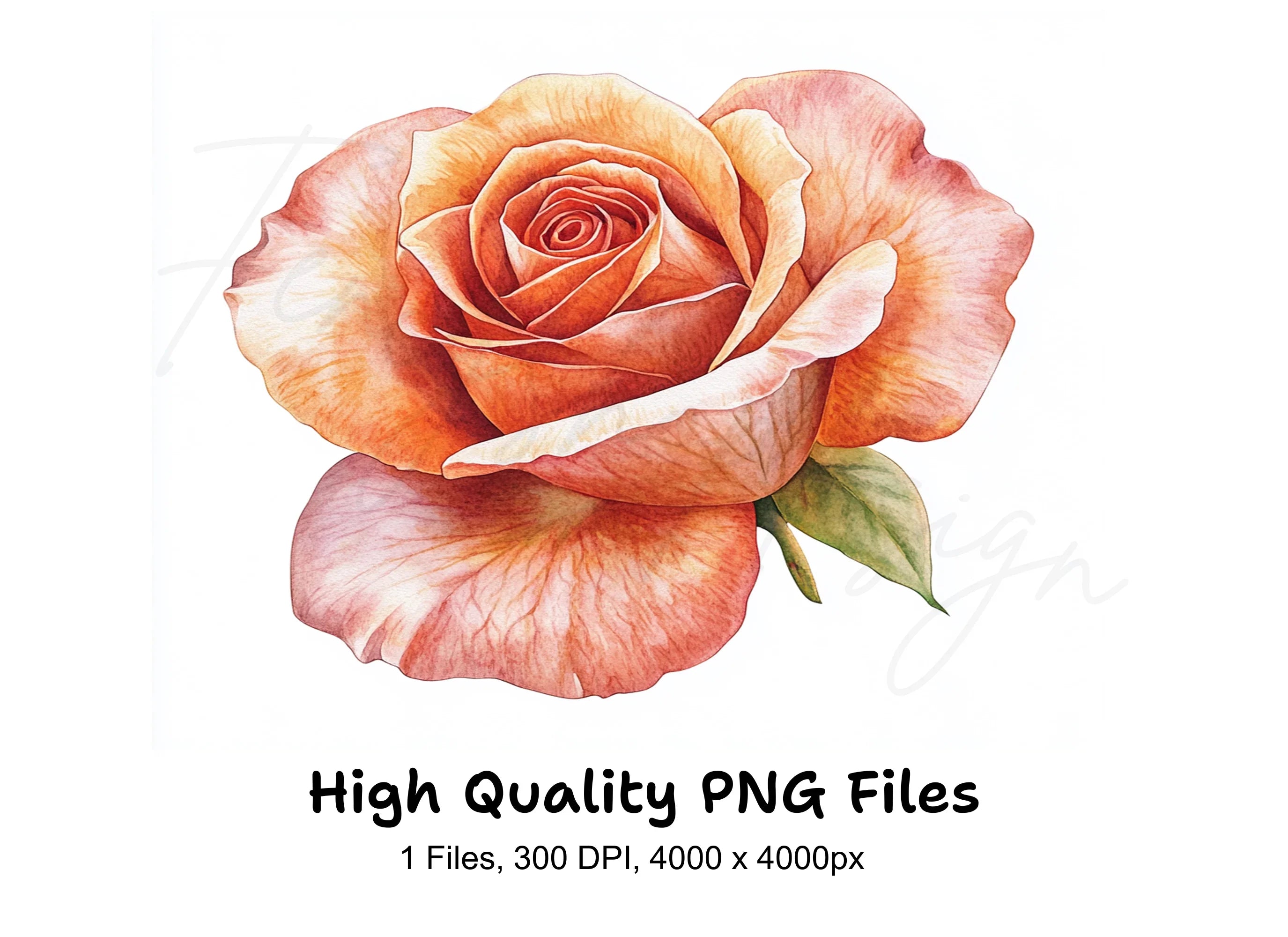 Peach Rose Clipart Bundle