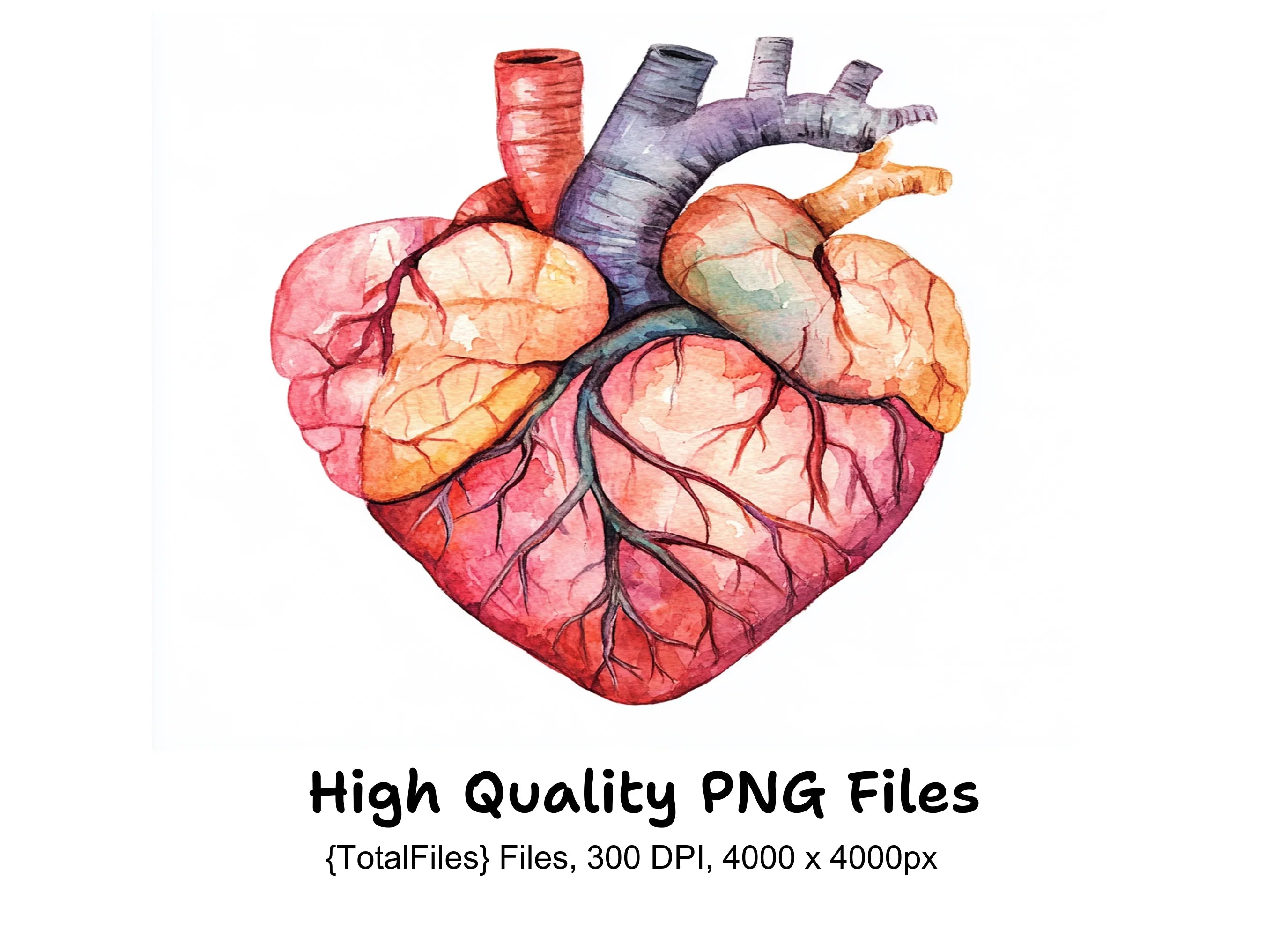 Human Heart Anatomy Clipart Bundle