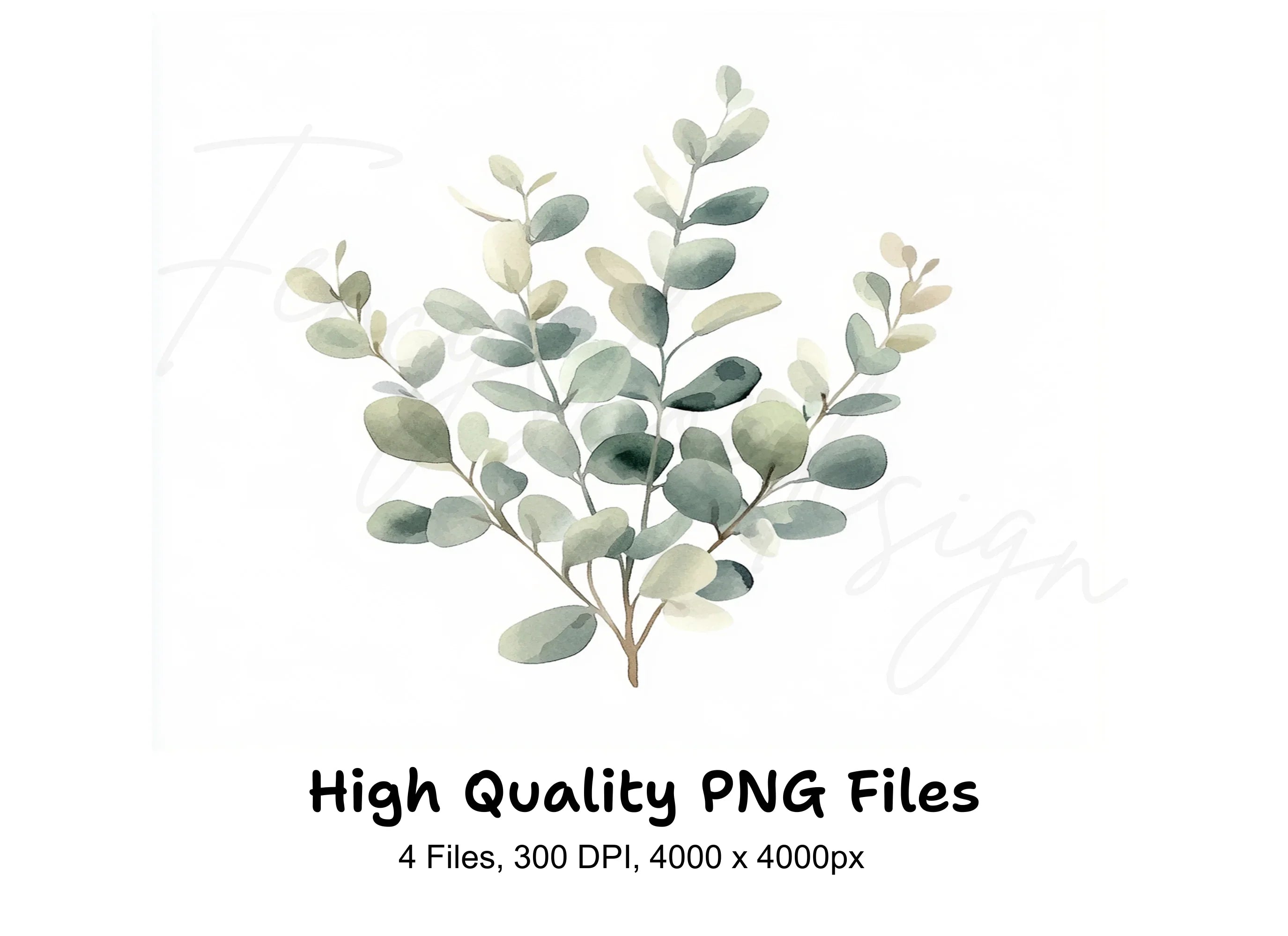 Eucalyptus Leaves Clipart Bundle