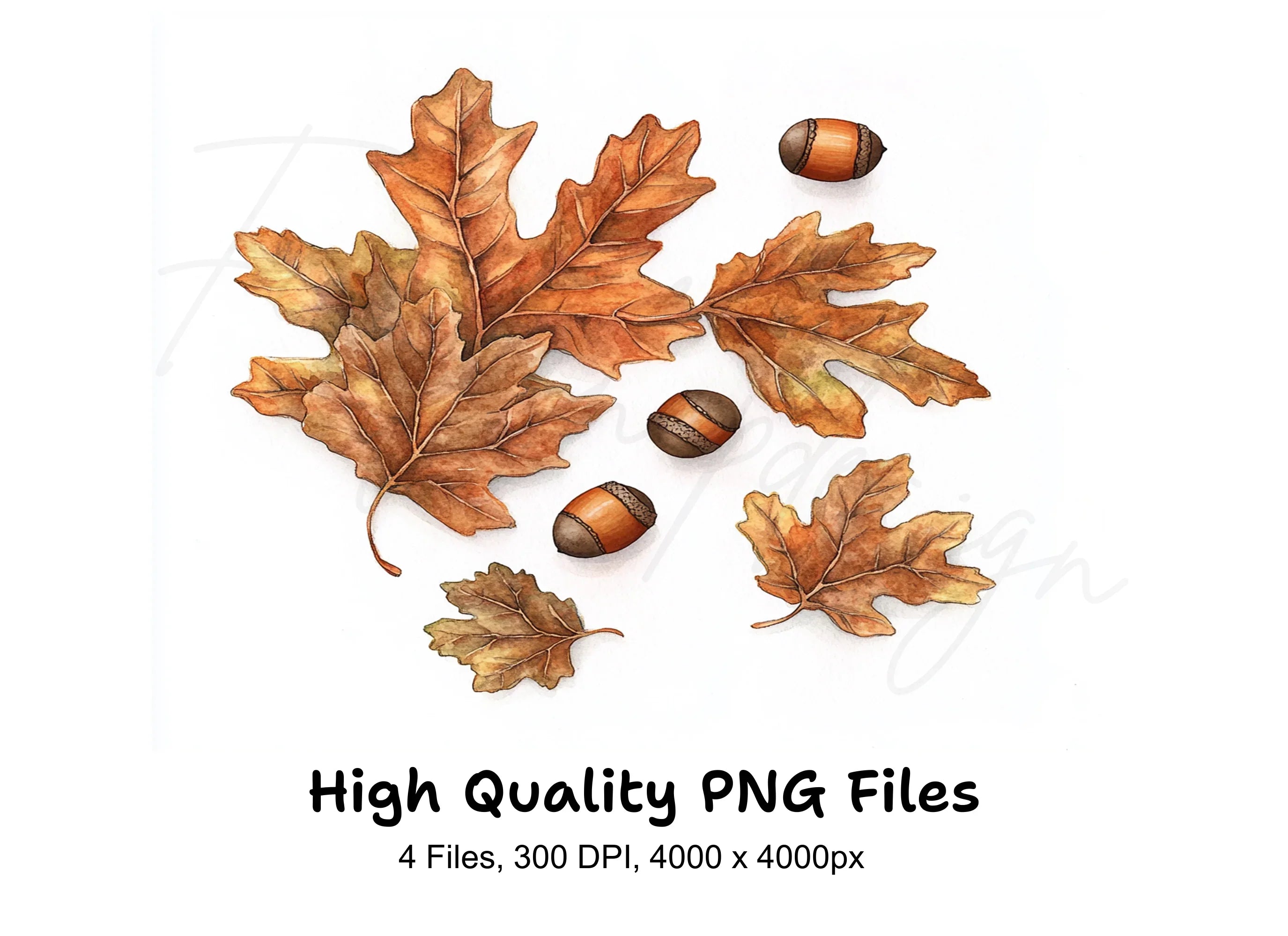 Autumn Oak Leaves and Acorns Clipart Bundle