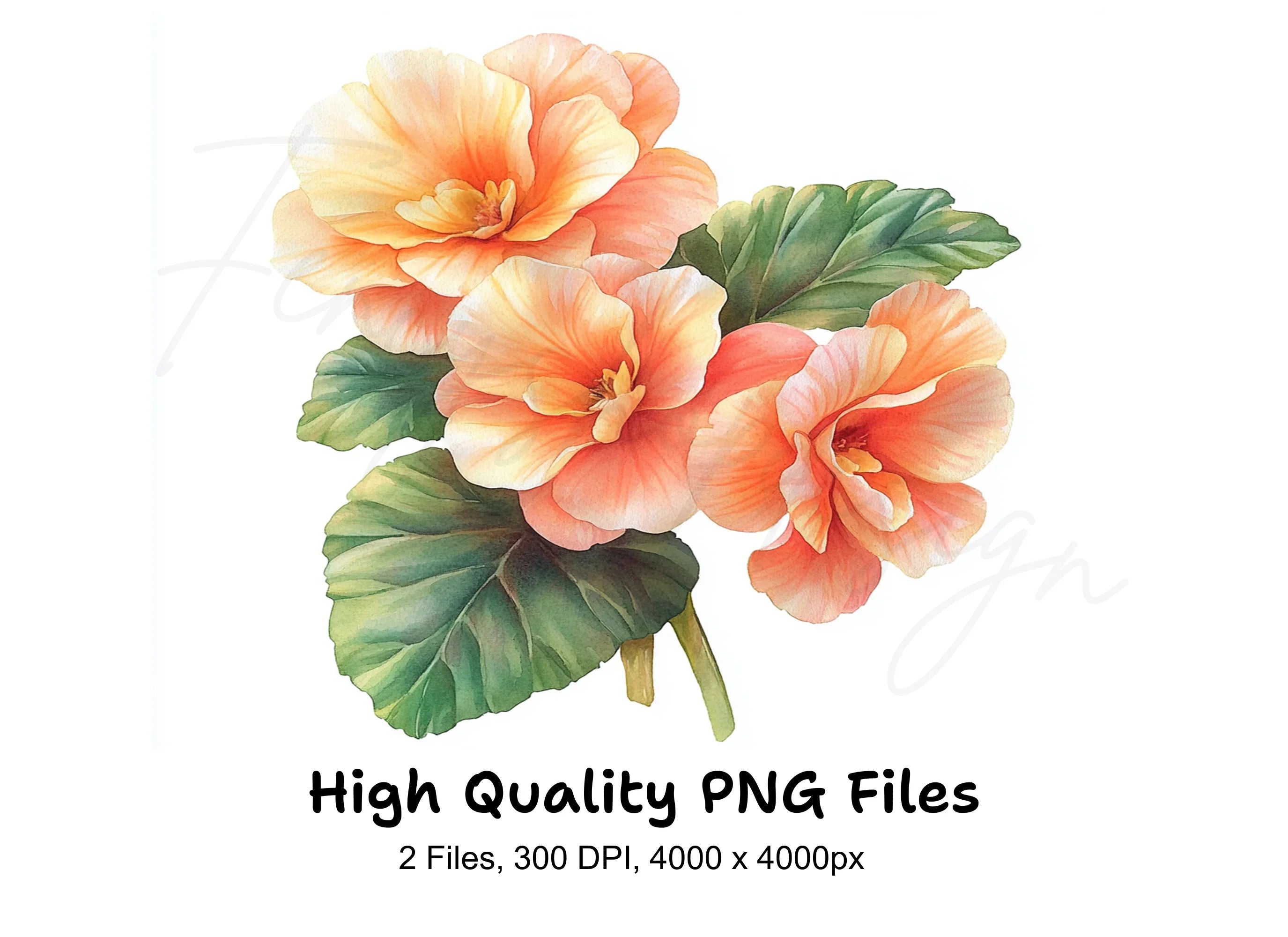 Elegant Peach Begonia Flower Clipart Bundle
