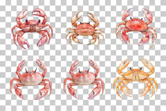 Nursery Cute Crab Clipart Bundle - CraftNest - Digital Crafting and Art
