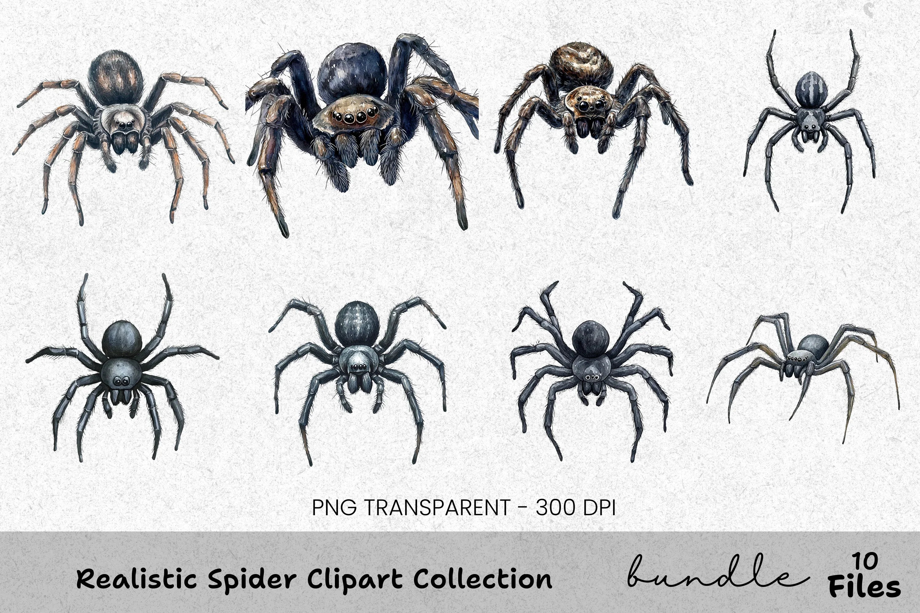 Realistic Spider Clipart Bundle