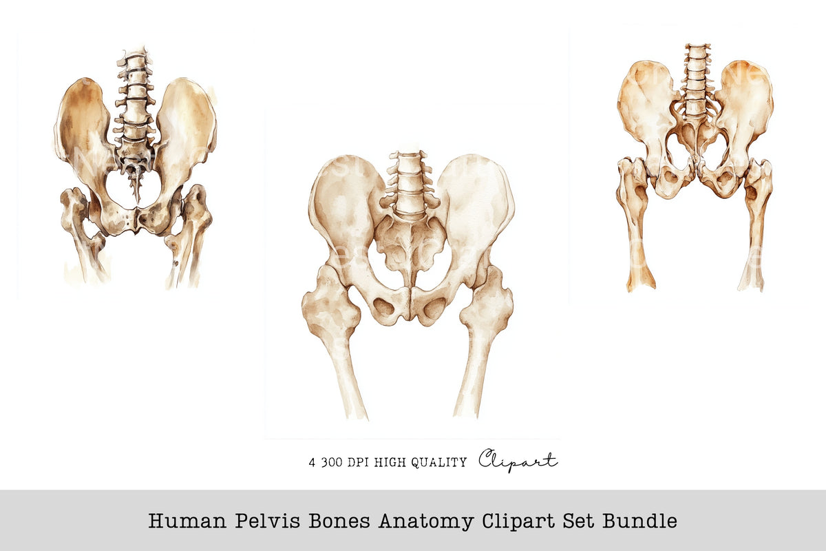 Human Pelvis Bones Anatomy Clipart Bundle