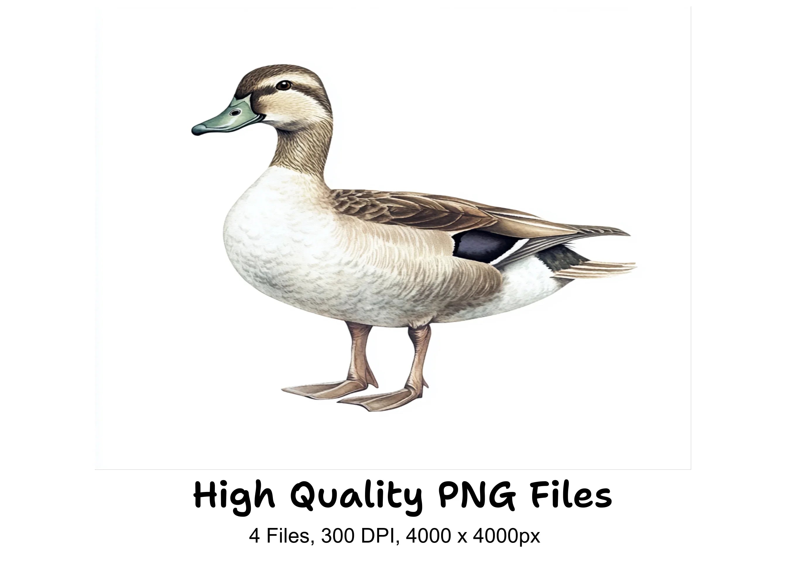 Realistic Duck Clipart Bundle