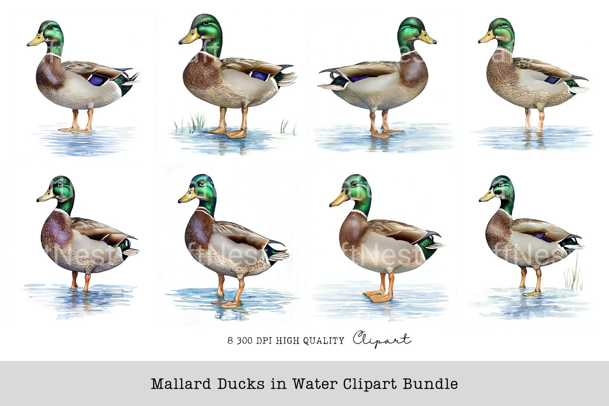 Mallard Ducks In Water Clipart Bundle