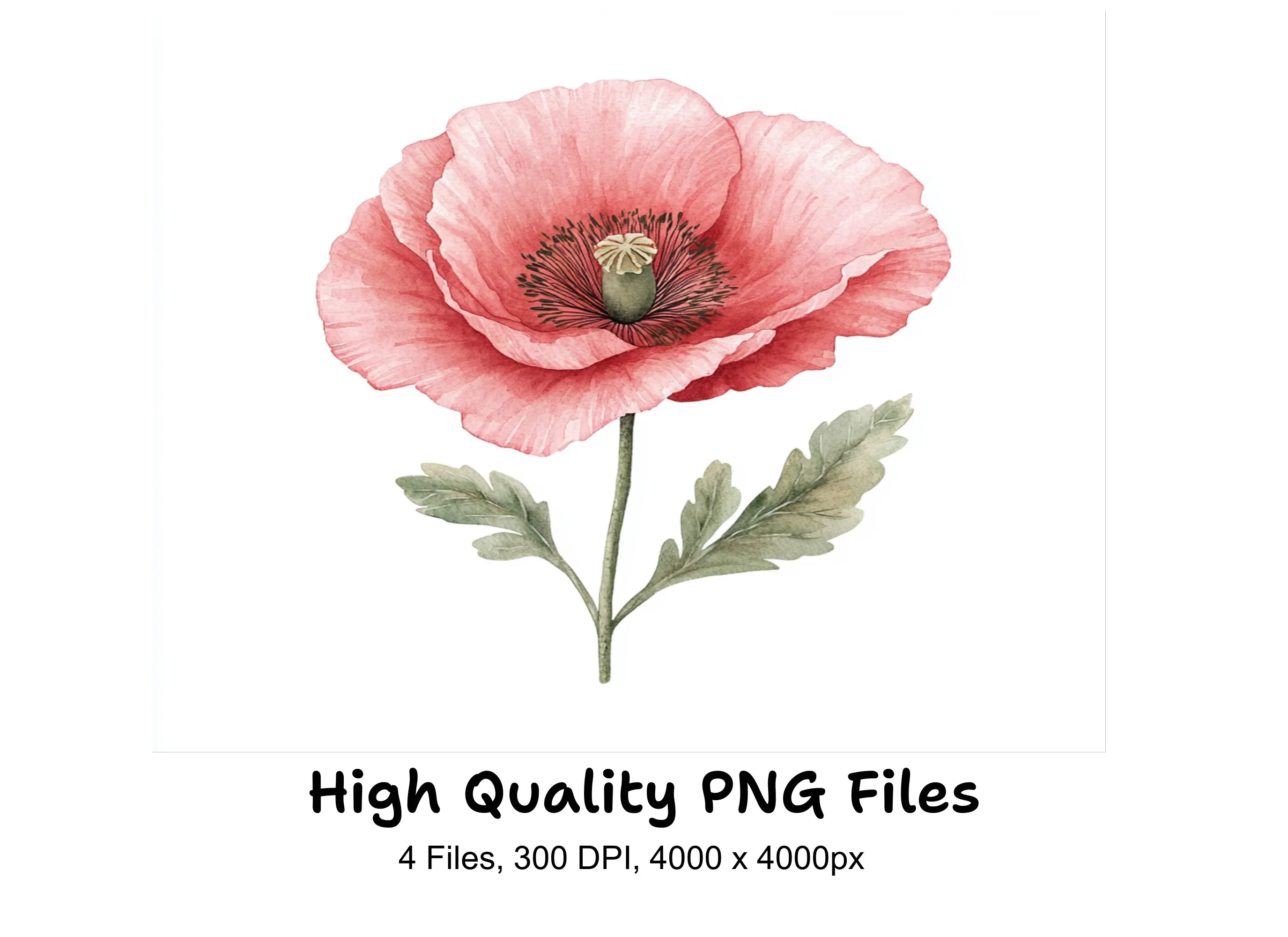 Pink Poppy Clipart Bundle