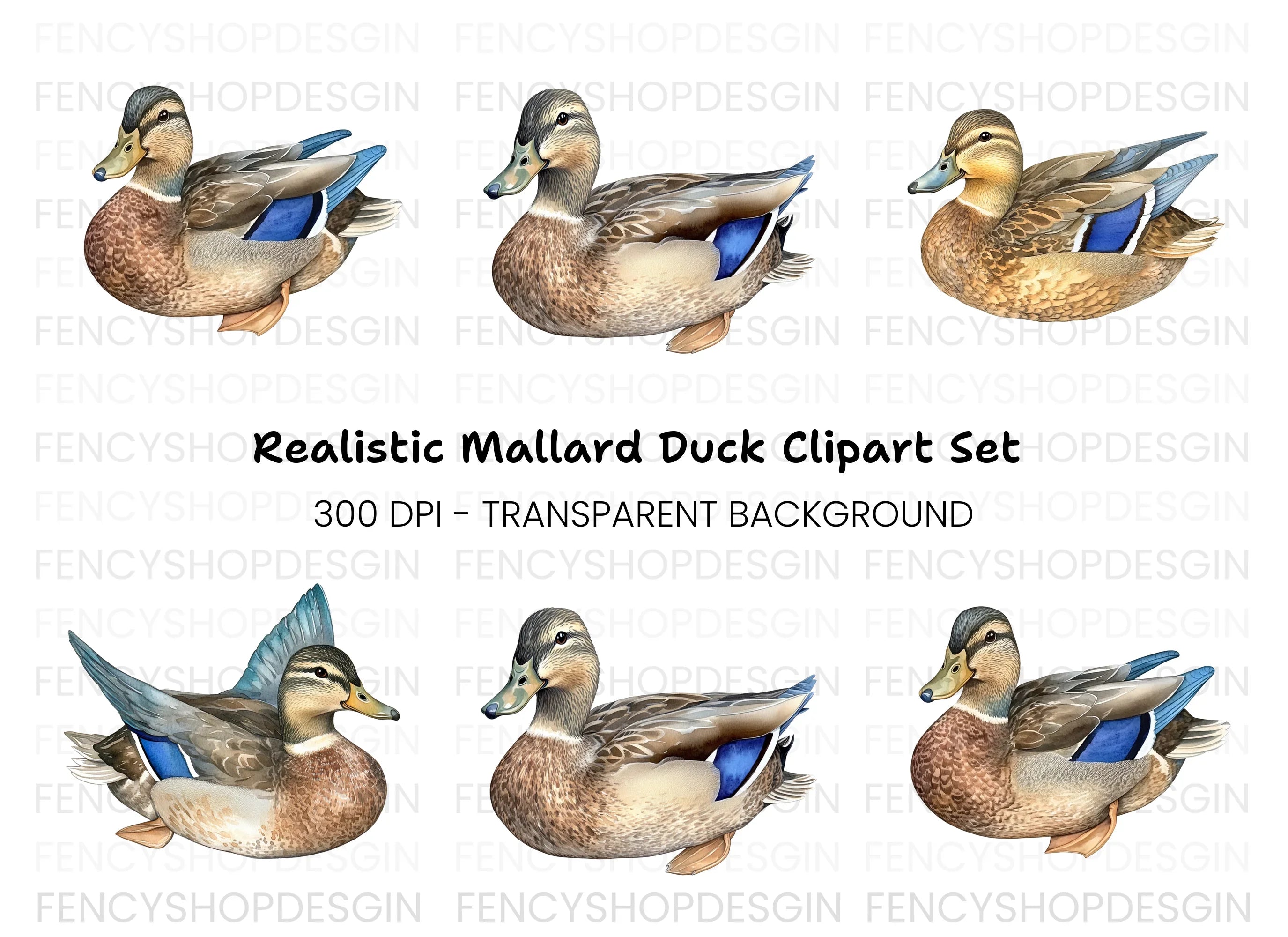 Mallard Duck Female Clipart Bundle