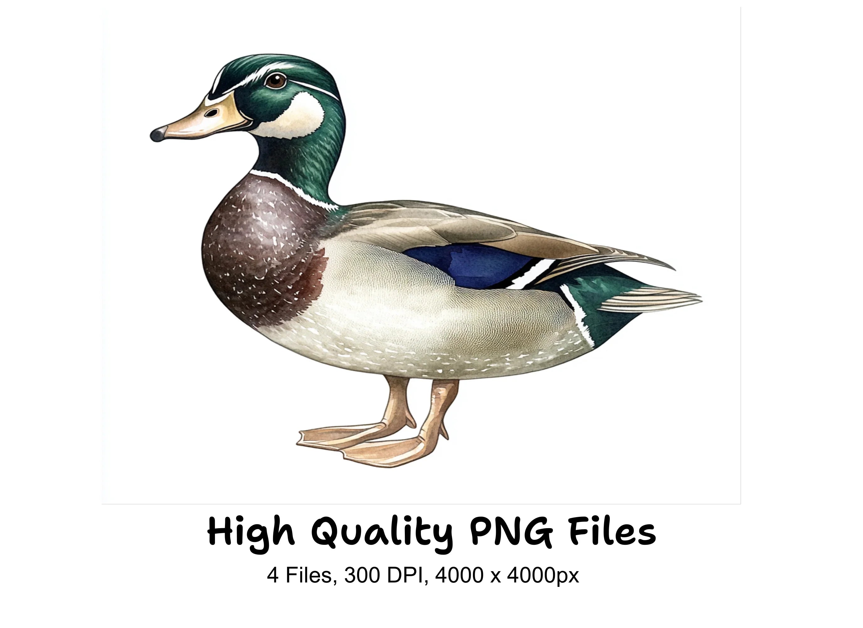 Realistic Mallard Duck Clipart Bundle