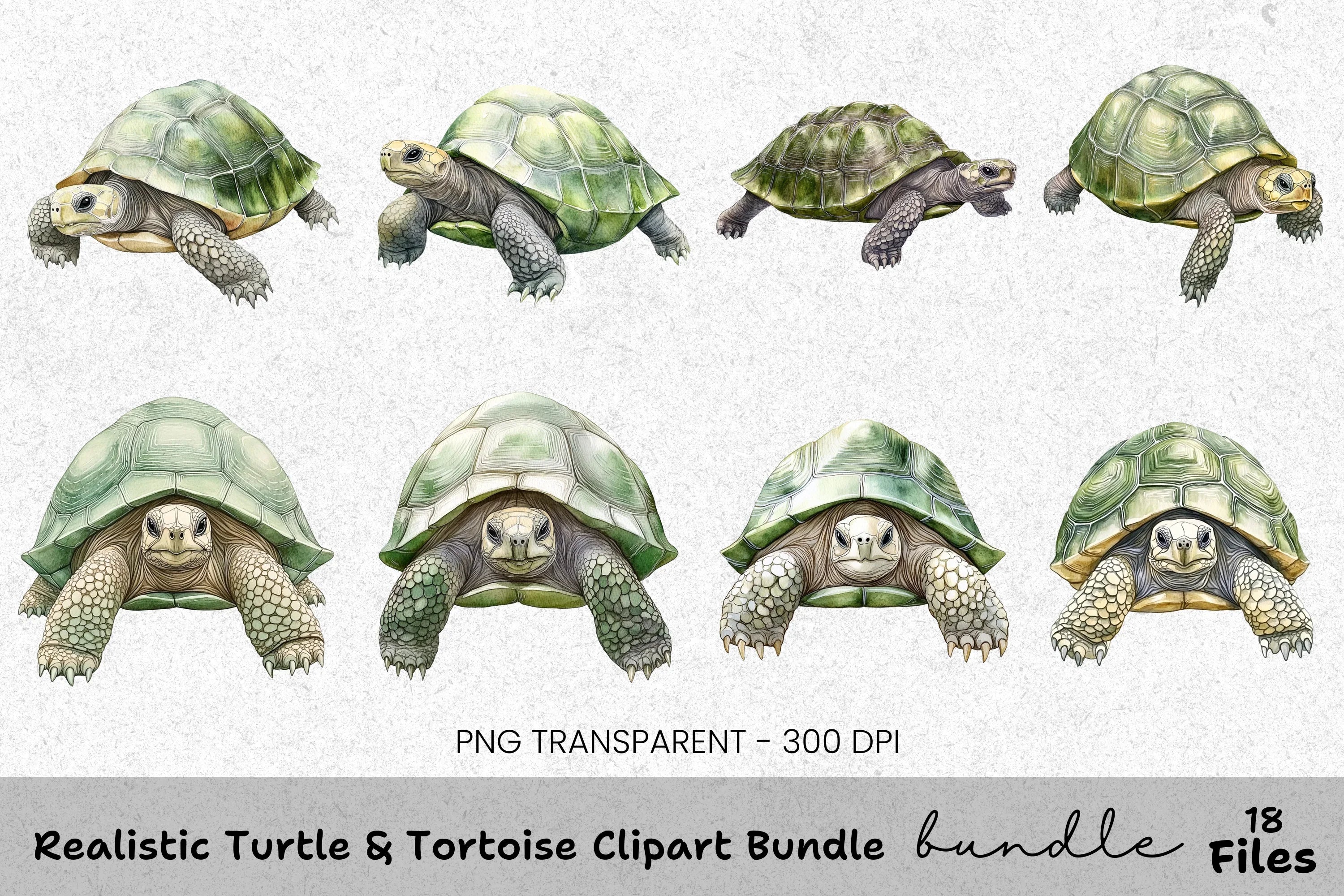 Realistic Turtle Tortoise Clipart Bundle