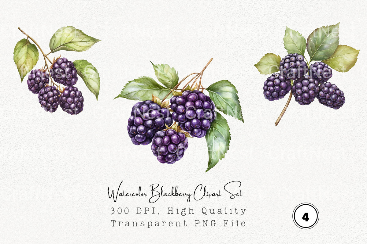 Blackberry Clipart Bundle