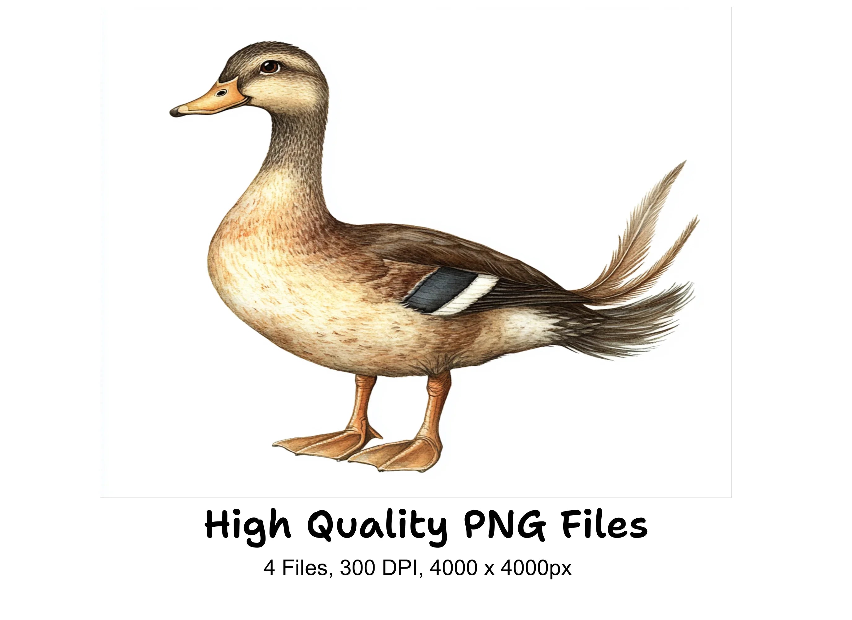 Cute Cartoon Duck Clipart Bundle