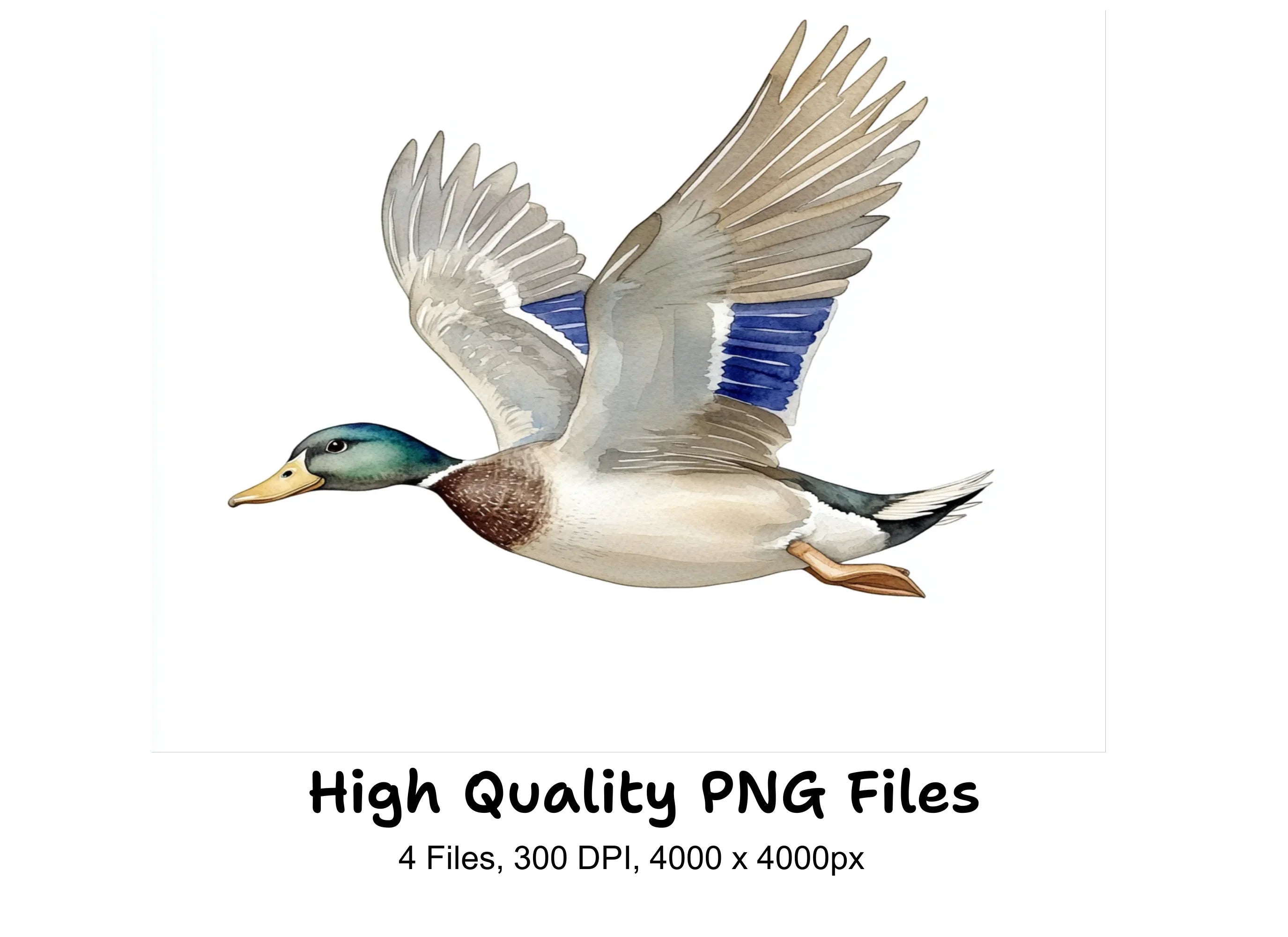 Flying Mallard Duck Clipart Bundle