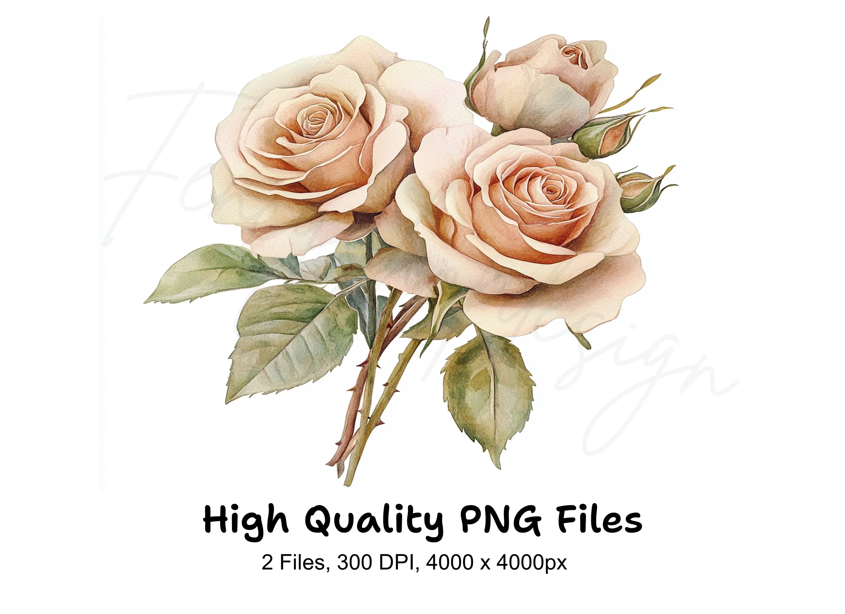 Elegant Cream Roses Clipart Bundle