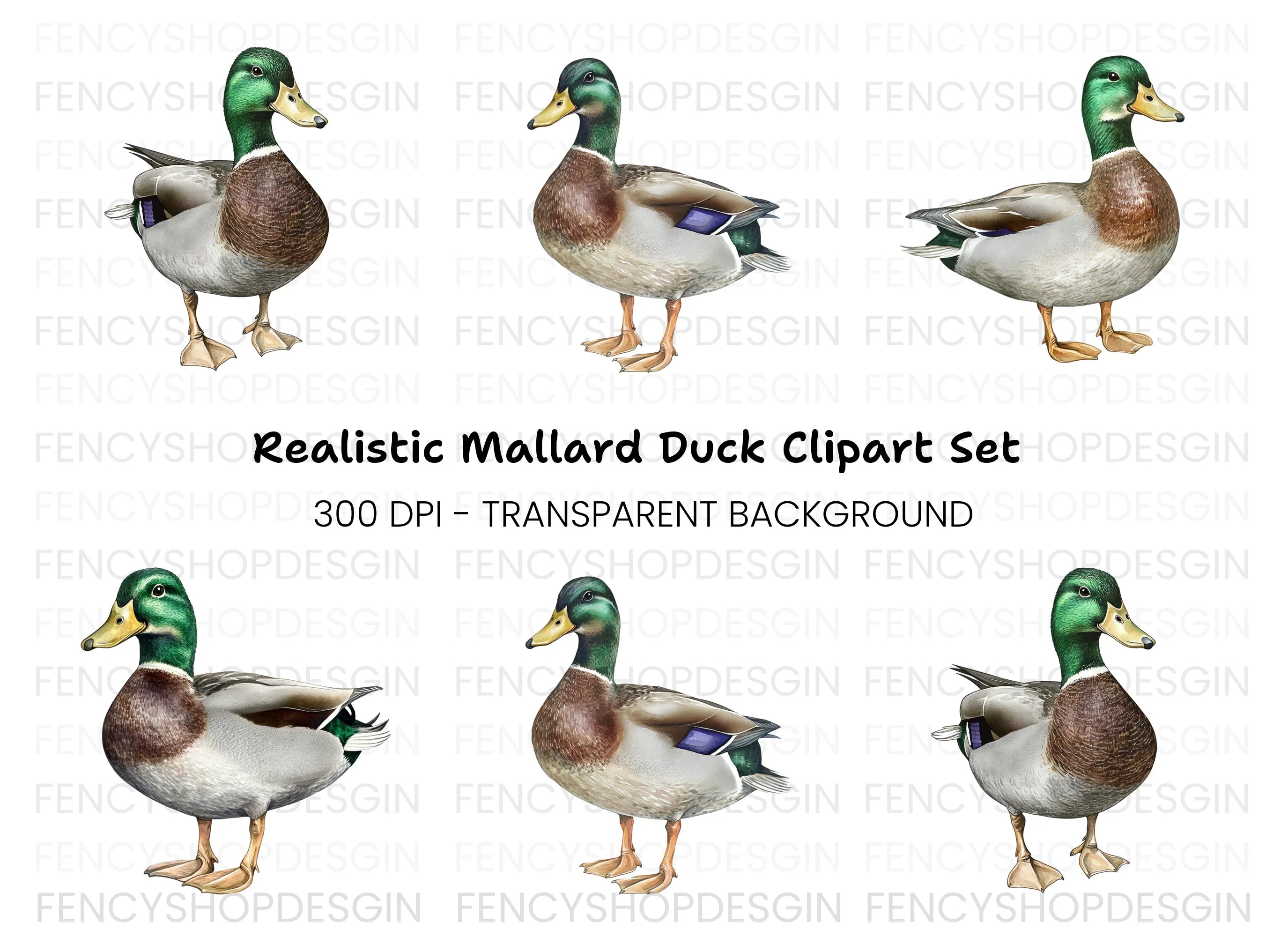 Mallard Duck Clipart Bundle