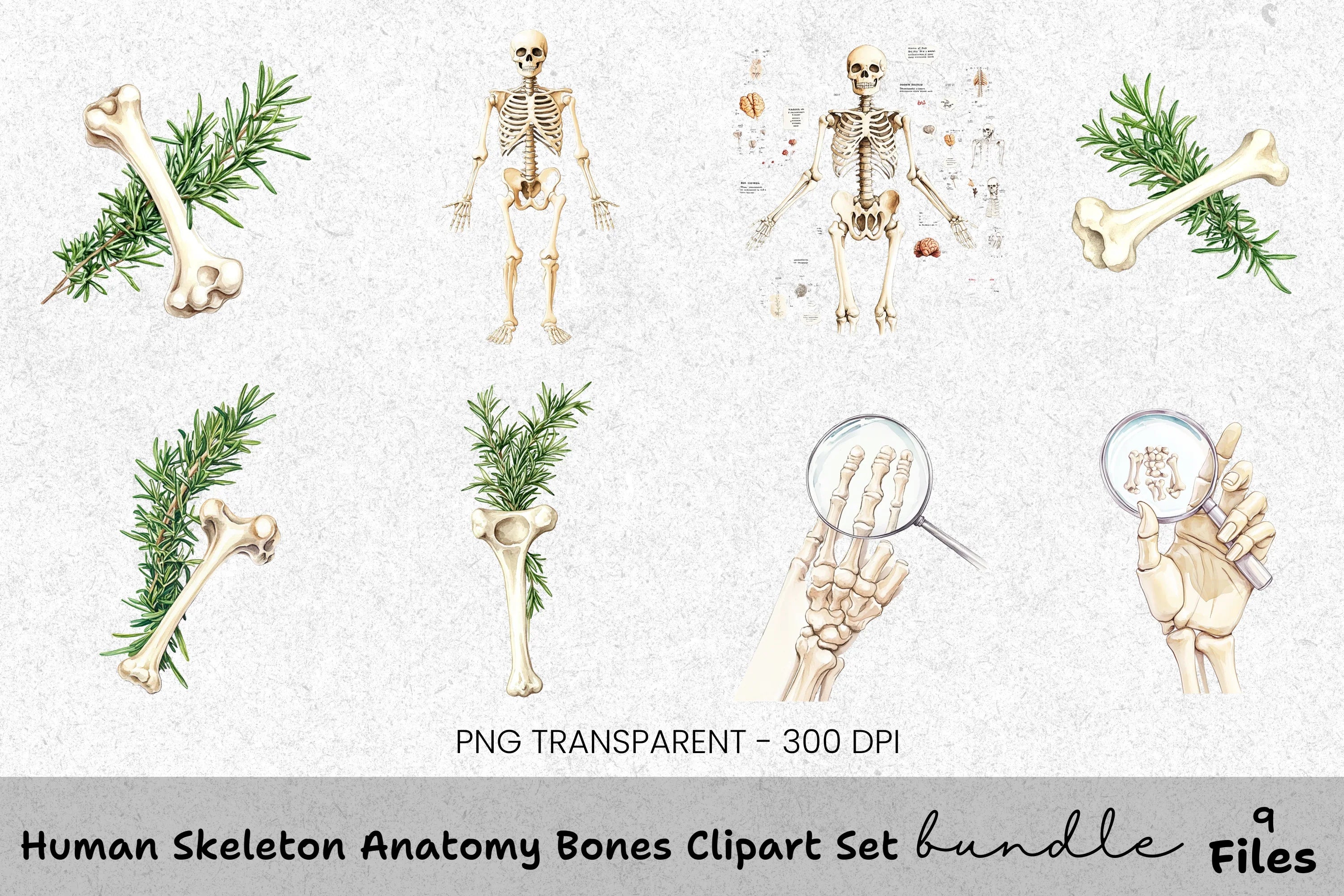 Human Skeleton Anatomy Bones Clipart Bundle