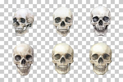 Gothic Skull Ink Illustration Clipart Bundle - CraftNest - Digital Crafting and Art