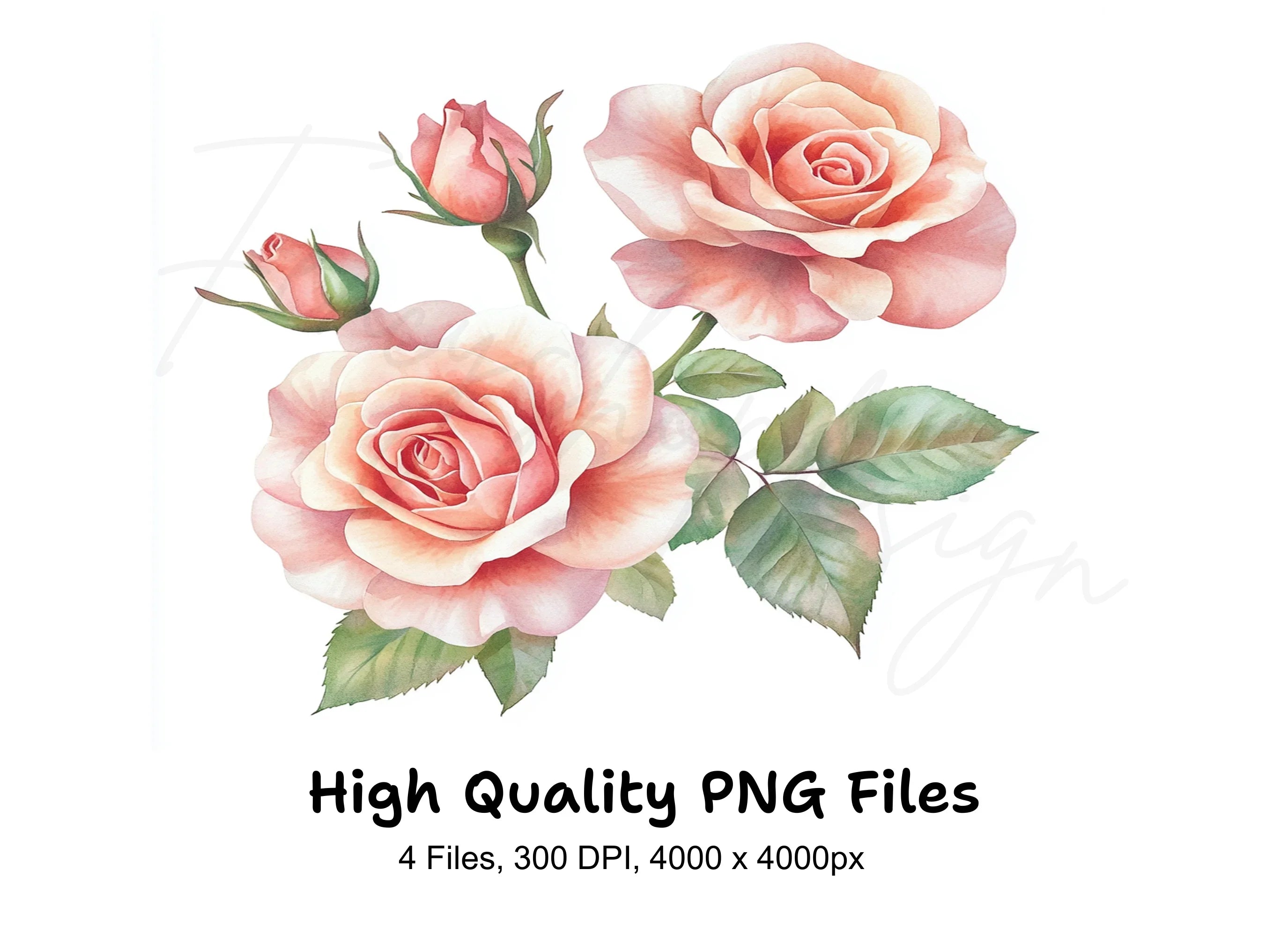 Blush Pink Rose Clipart Bundle