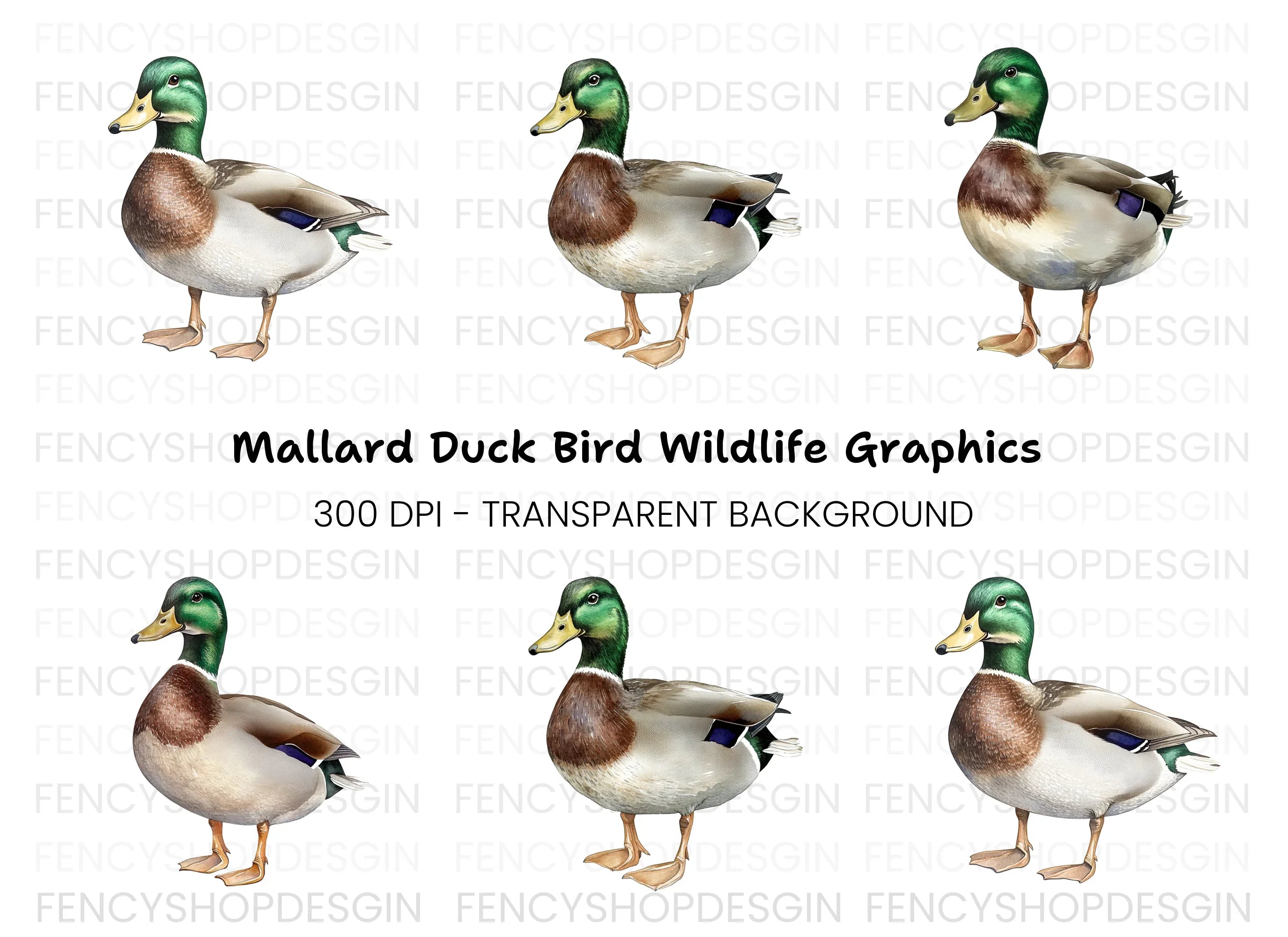 Mallard Duck Male Clipart Bundle