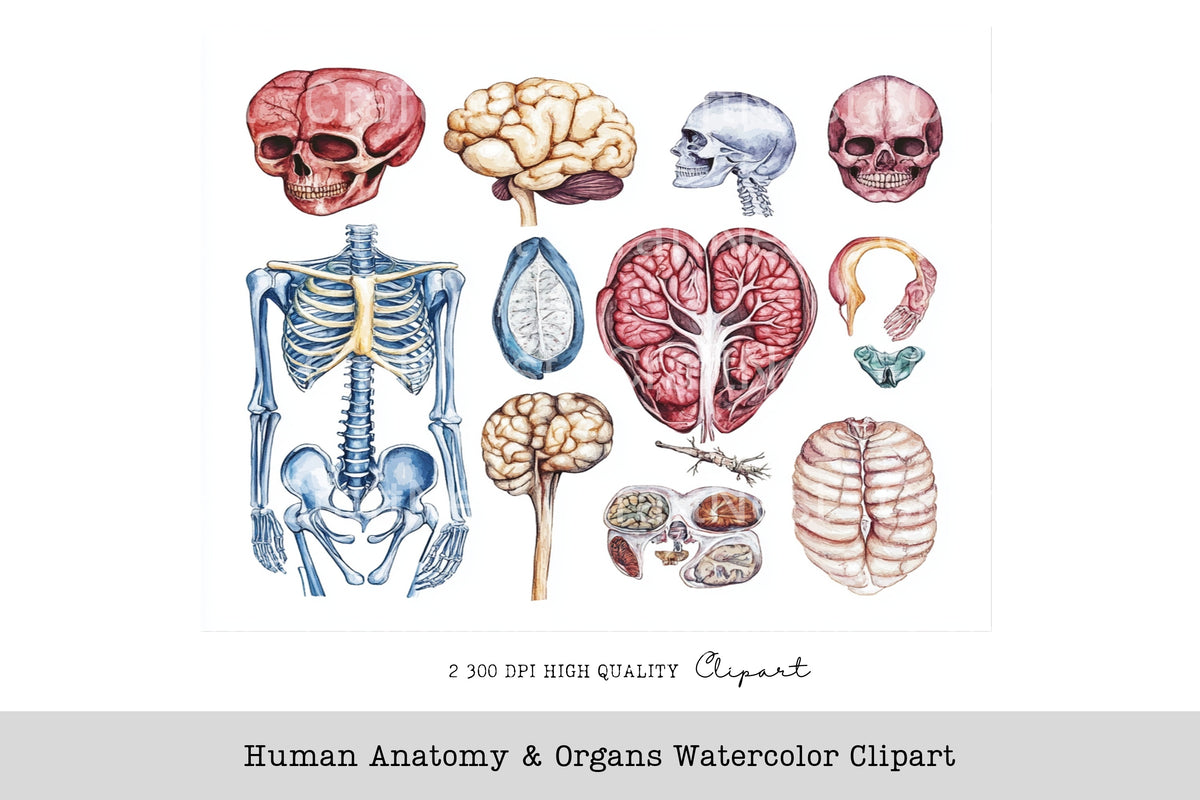 Human Anatomy Organs Clipart Bundle