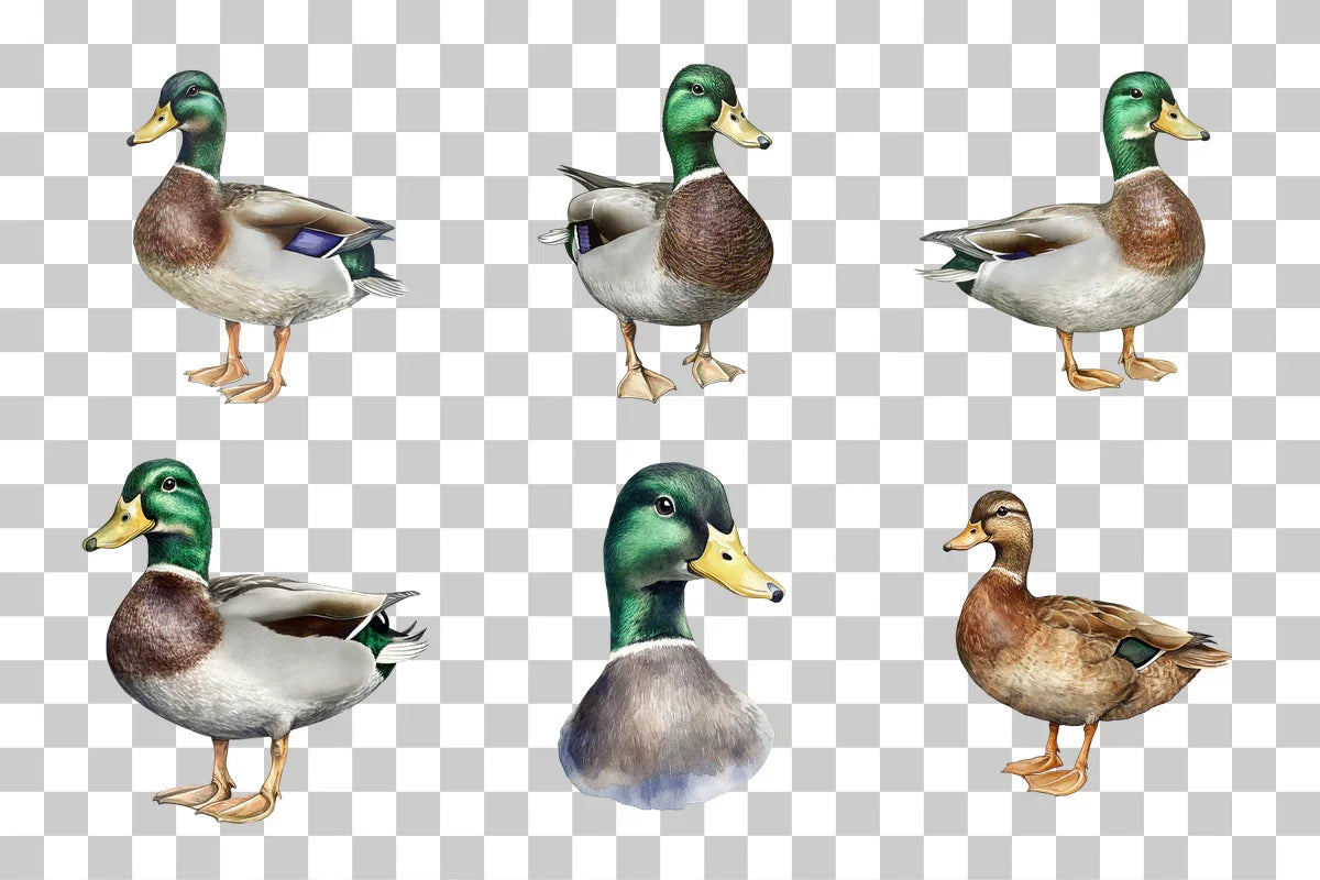 Mallard Duck Wildlife Clipart Bundle - CraftNest - Digital Crafting and Art
