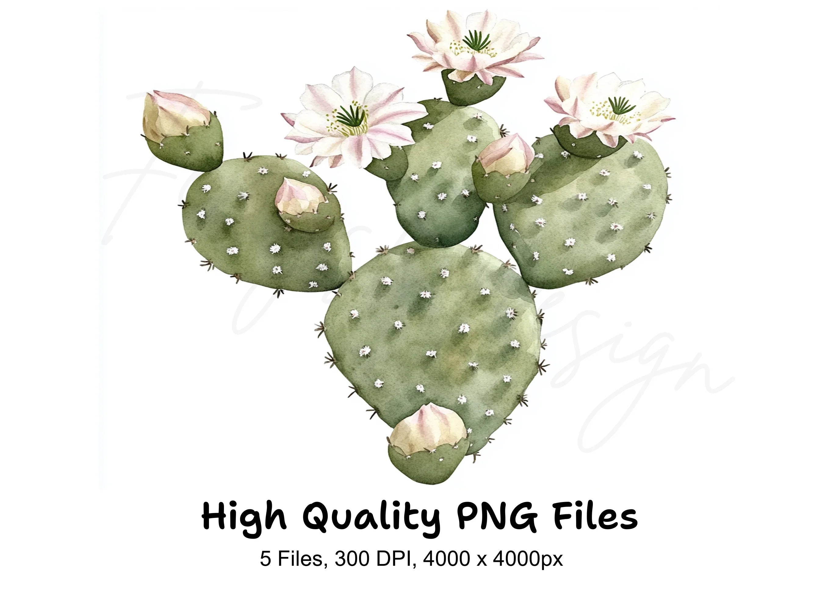 Flowering Prickly Pear Cactus Clipart Bundle