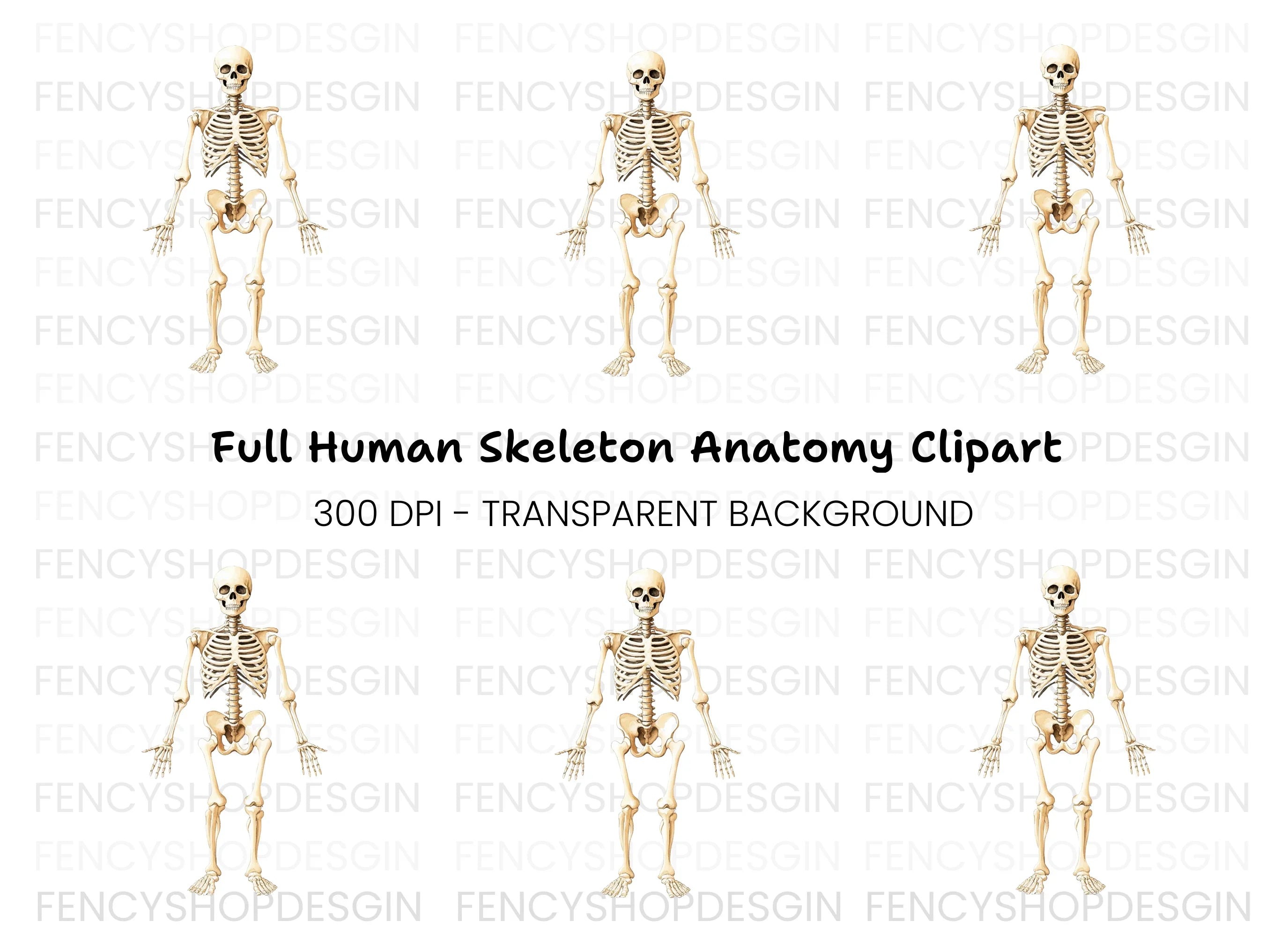 Human Skeleton Anatomy Clipart Bundle