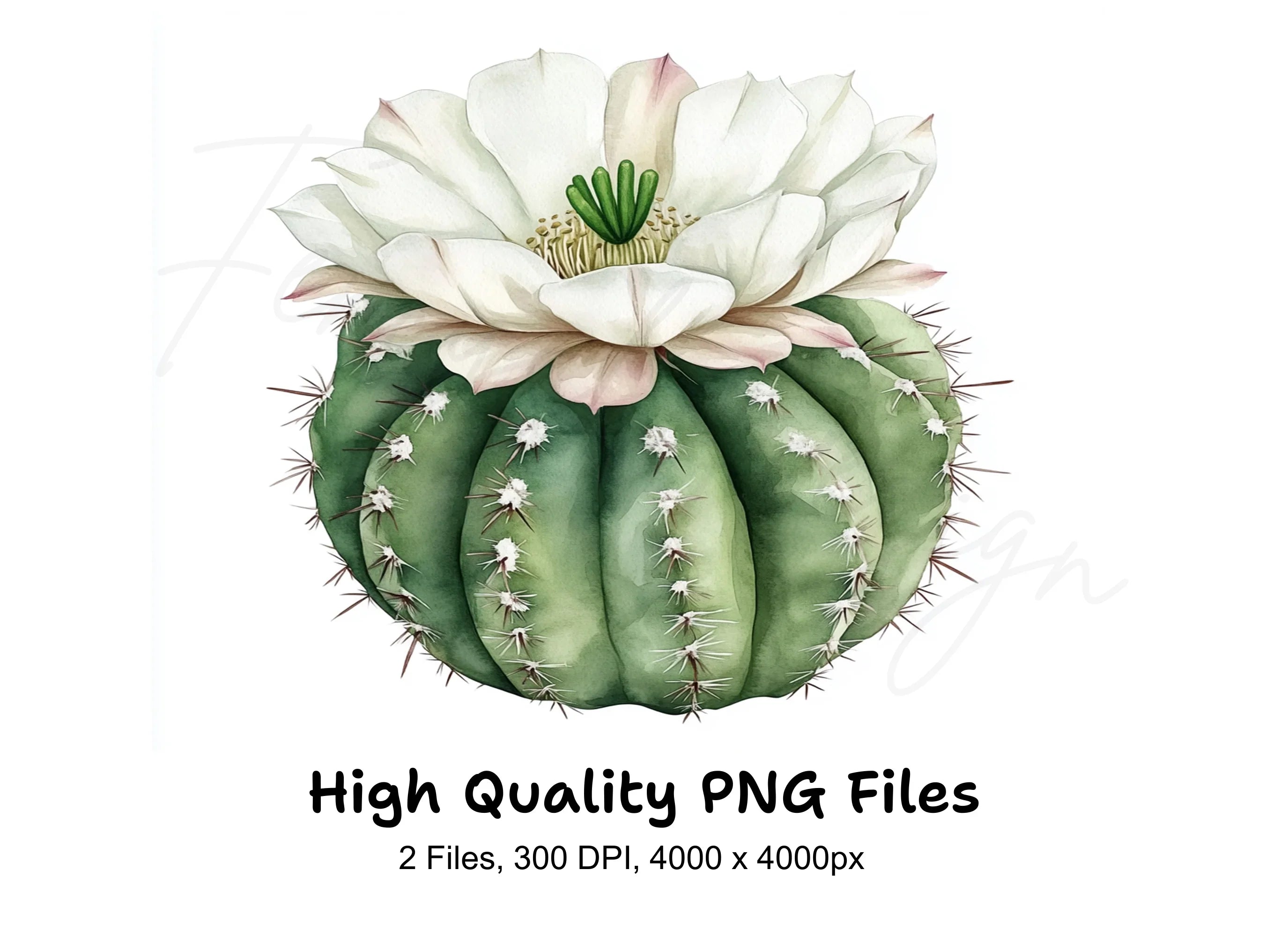 Barrel Cactus with White Flowers Clipart Bundle